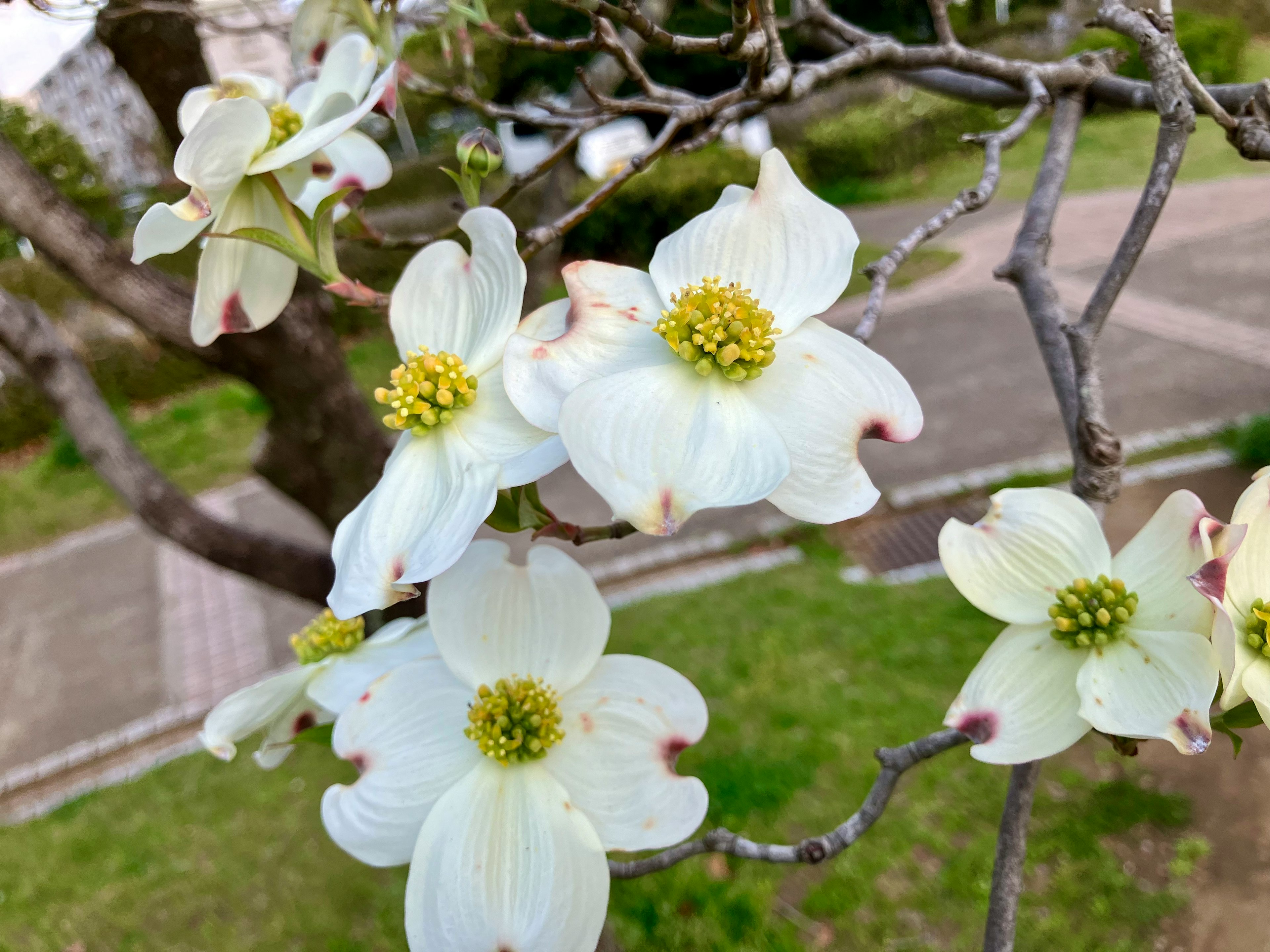 Close-up of white dogwood flowers blooming on a branch