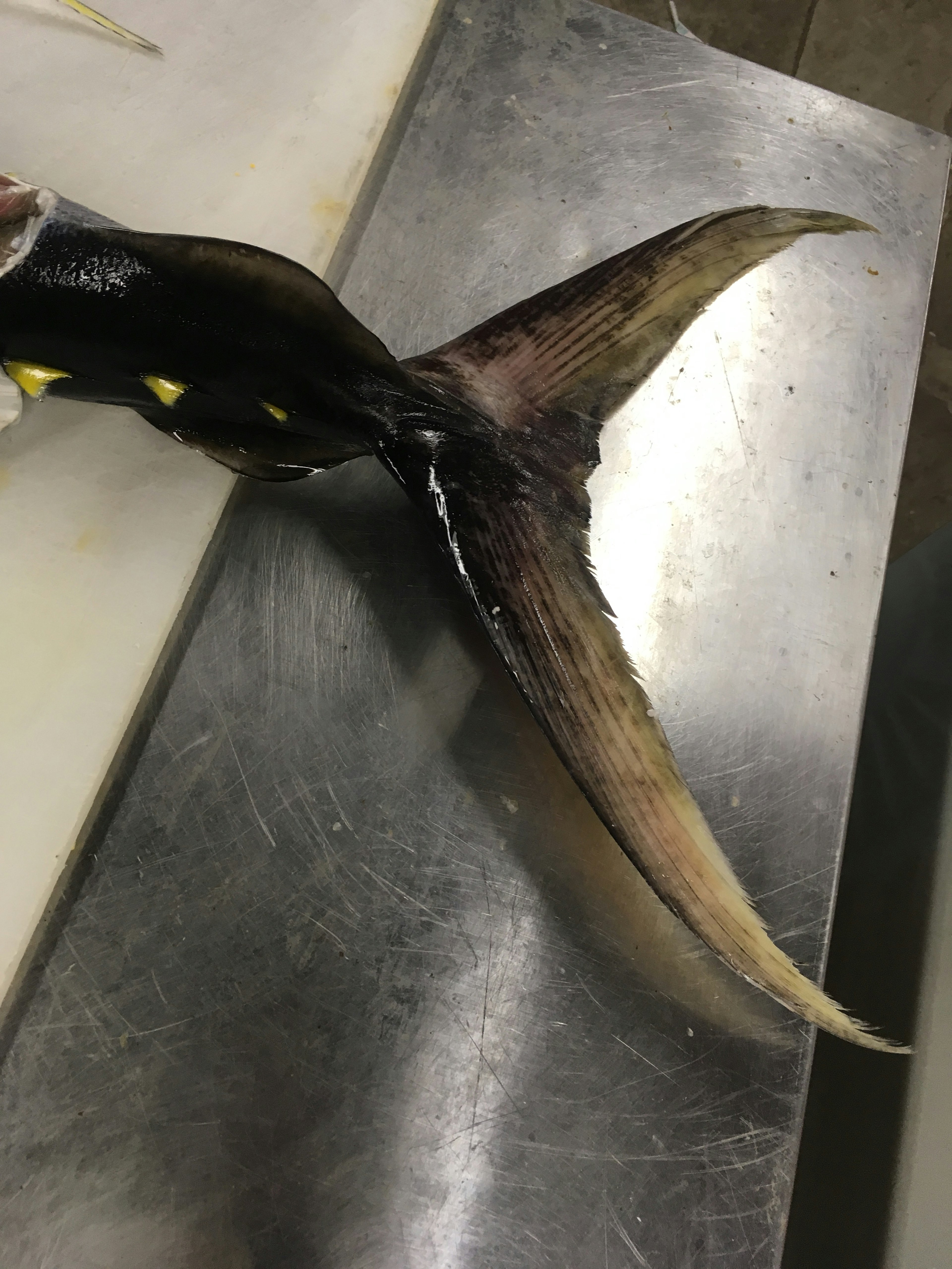 Fish tail resting on a stainless steel surface