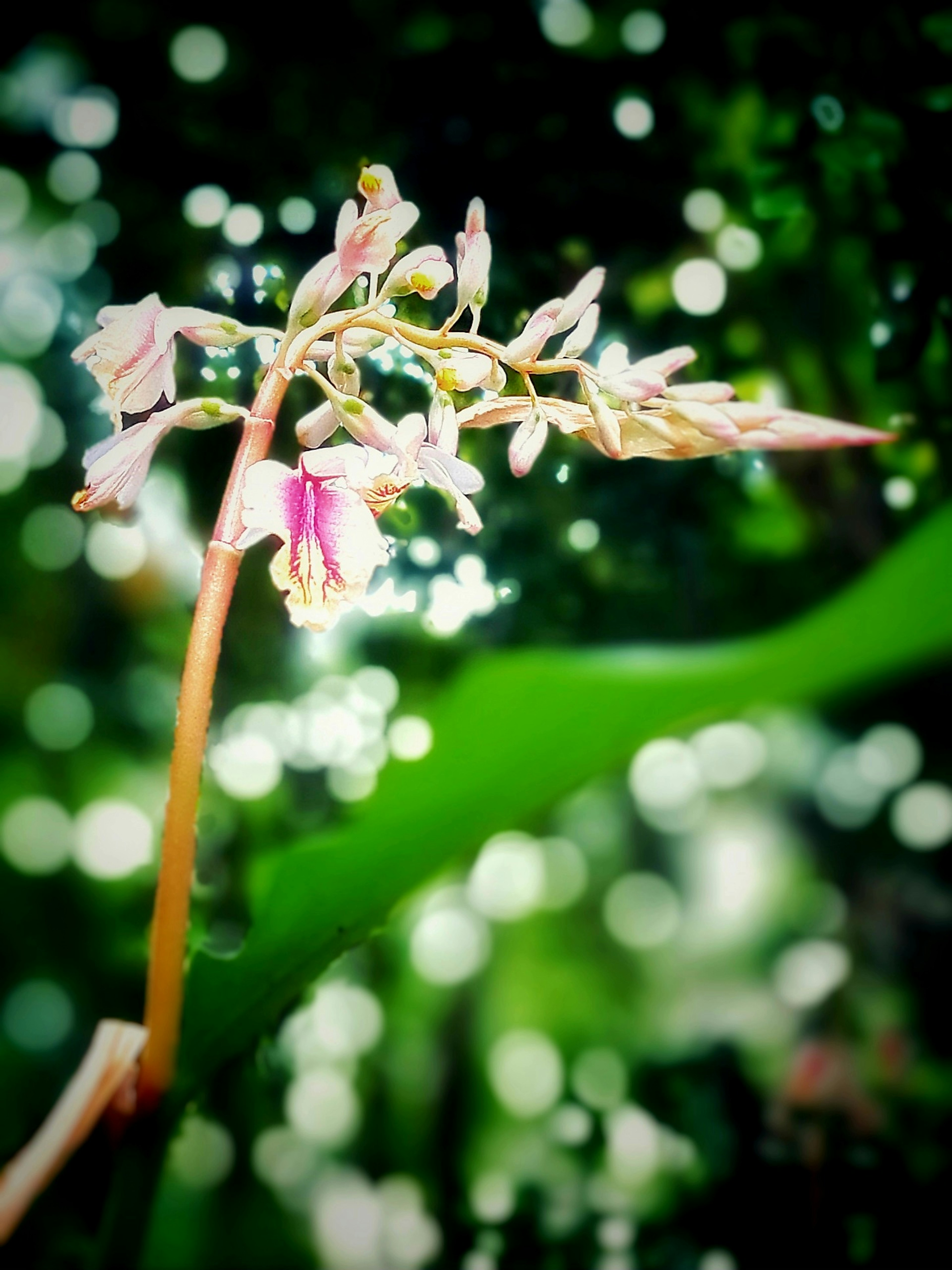 Close-up of a beautiful flower blooming against a green background