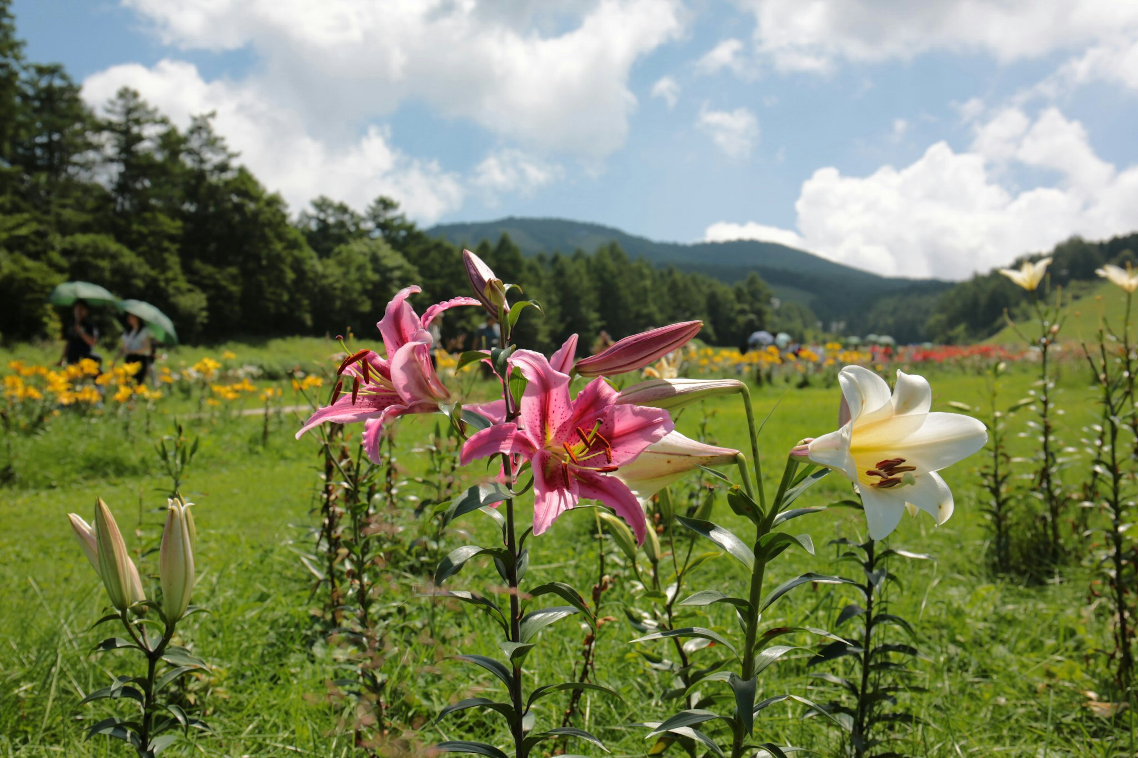 Lilium colorati che fioriscono in un bellissimo paesaggio con montagne e cielo blu