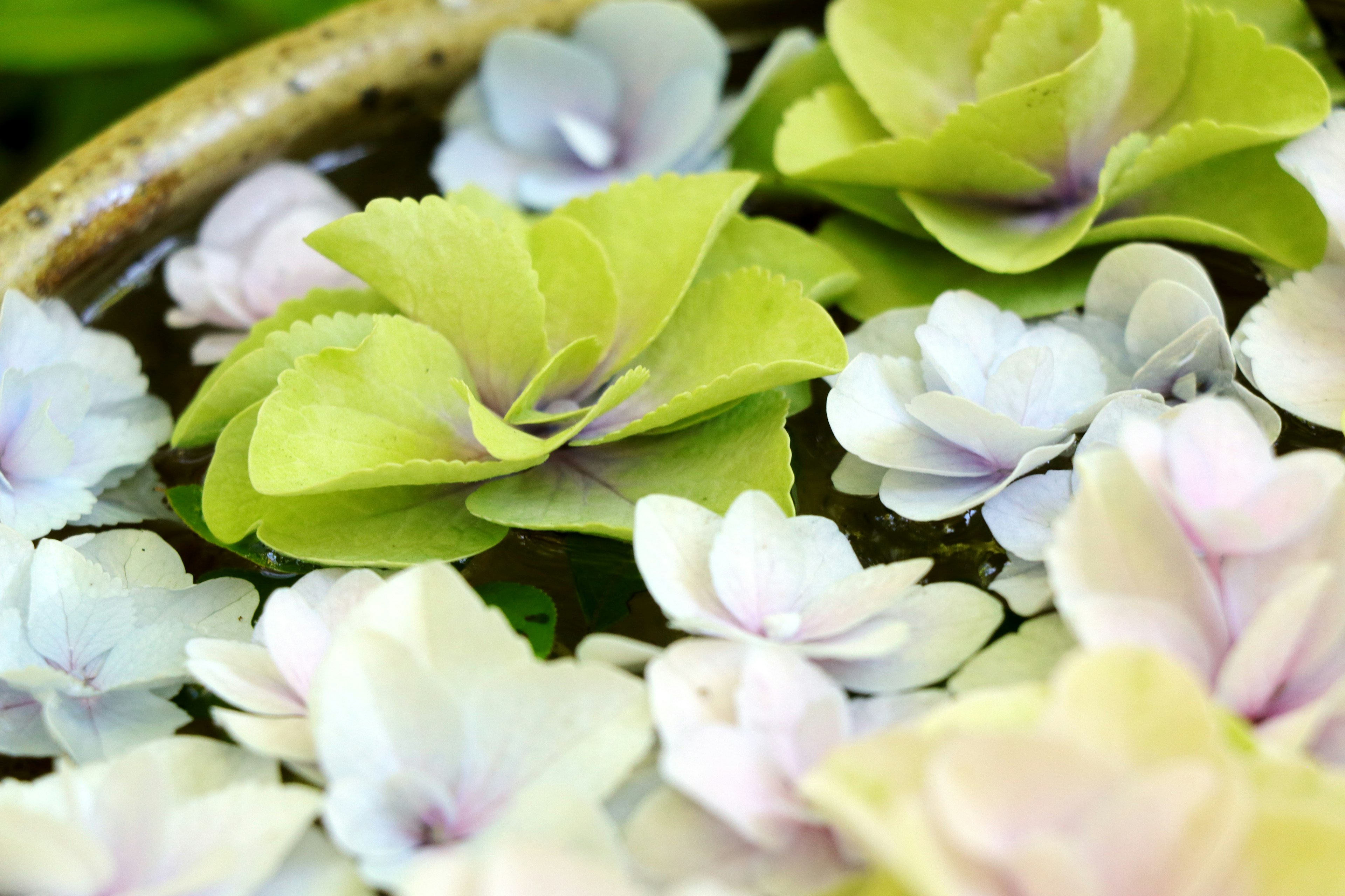 Sammlung von grünen und blassen Blumen, die auf Wasser schwimmen