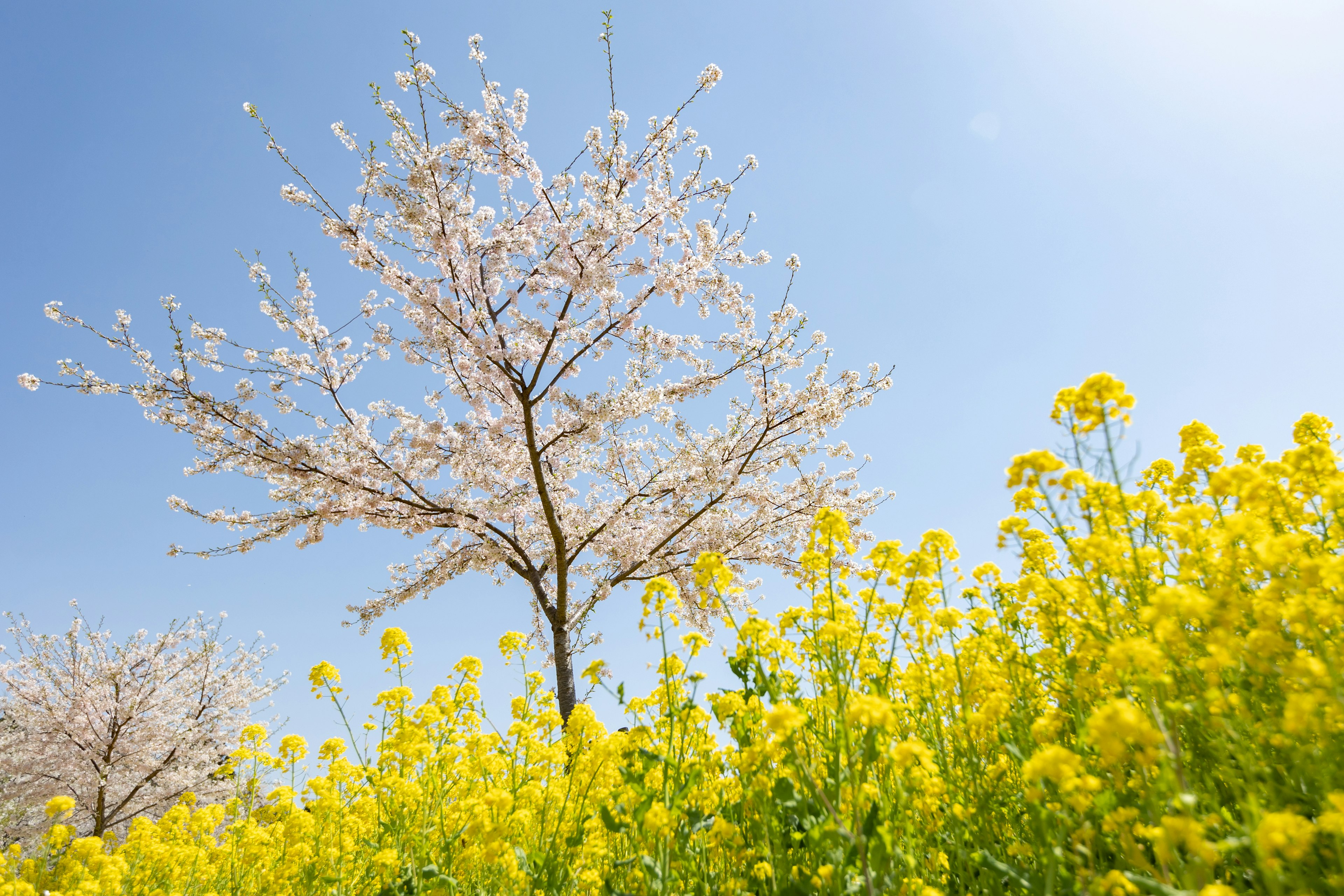 桜の木と黄色い菜の花が咲いている風景