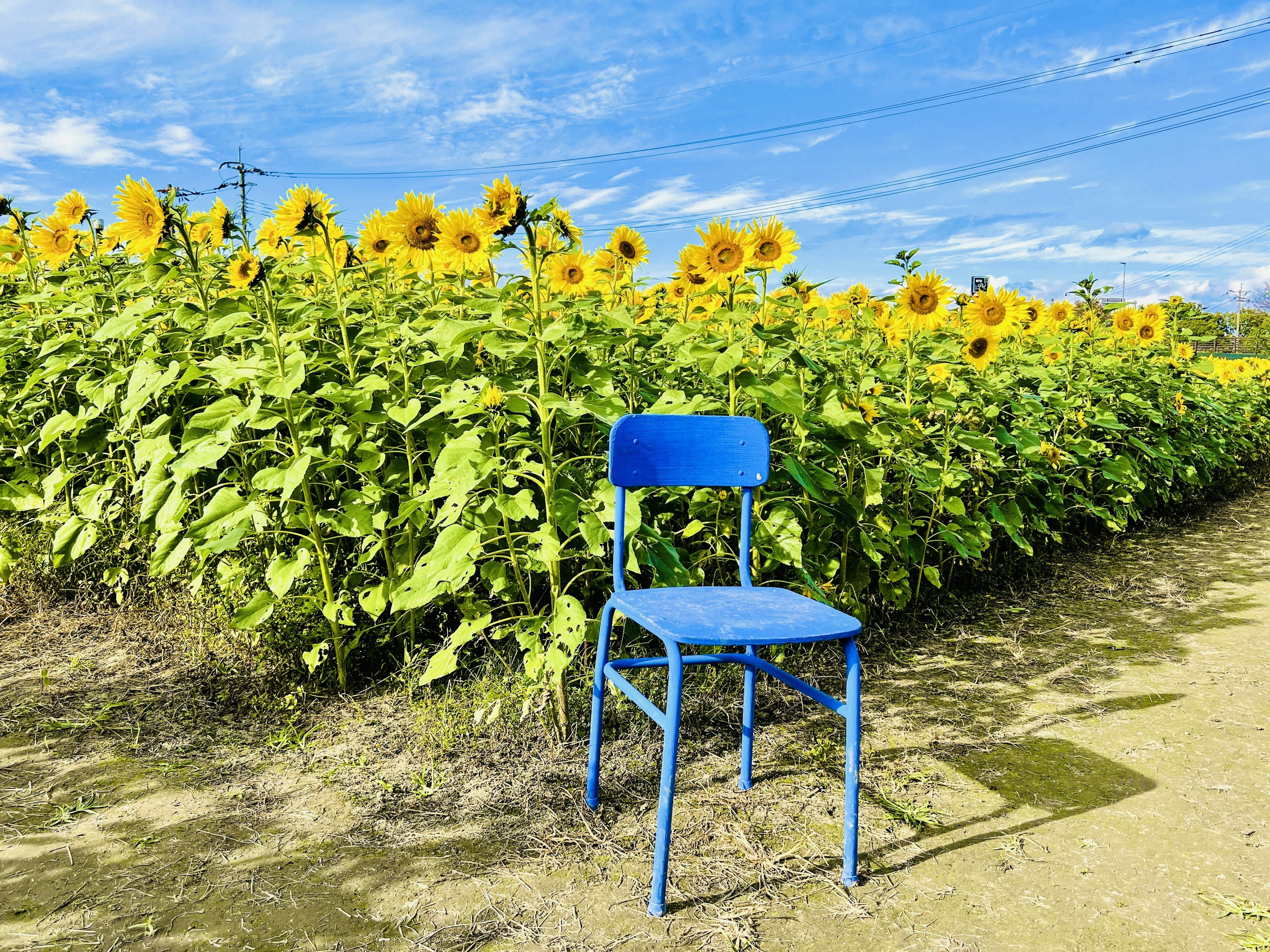 青い椅子がひまわりの花畑の前に置かれている風景