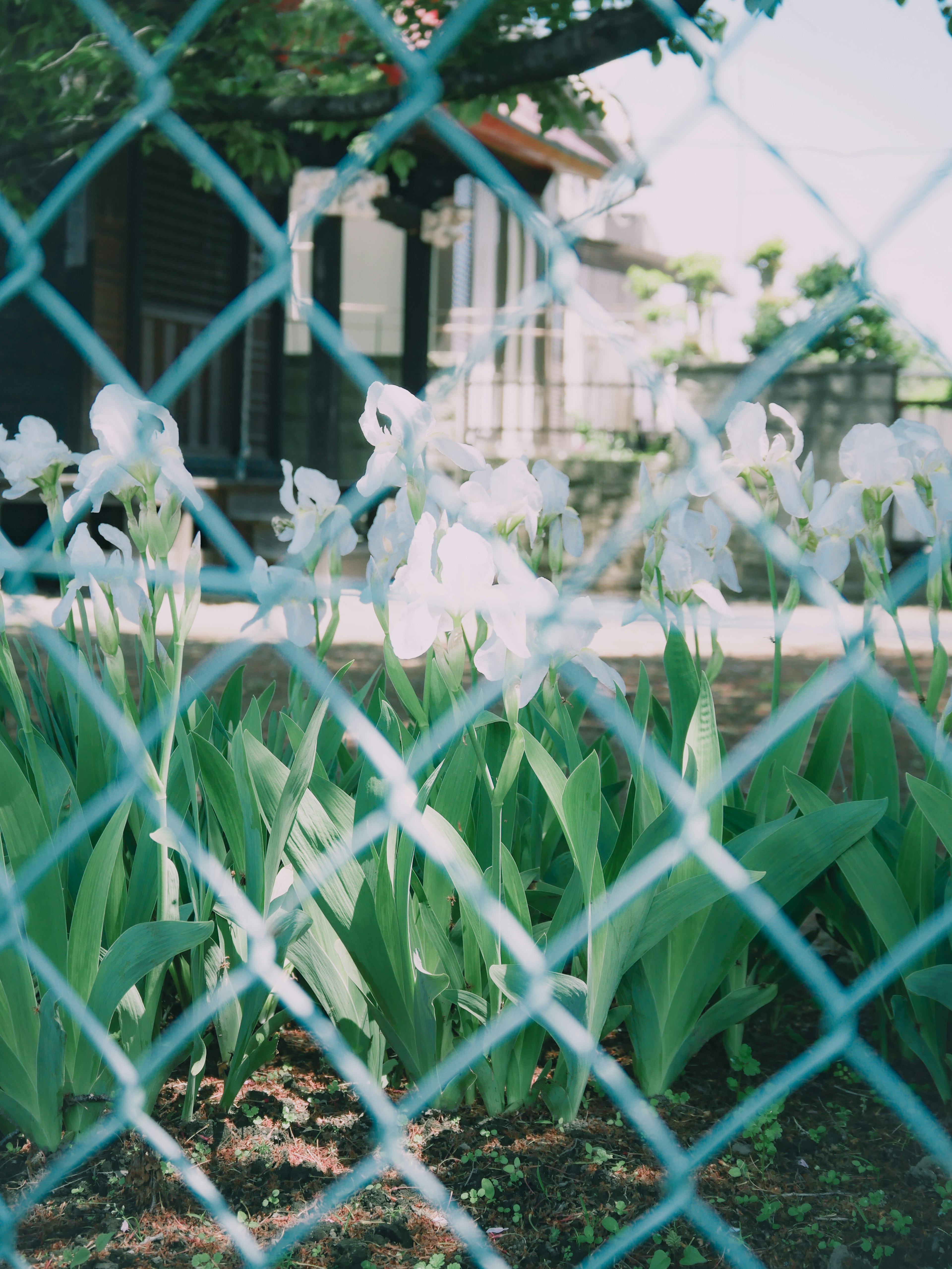 Flores de iris blancas y hojas verdes vistas a través de una cerca azul