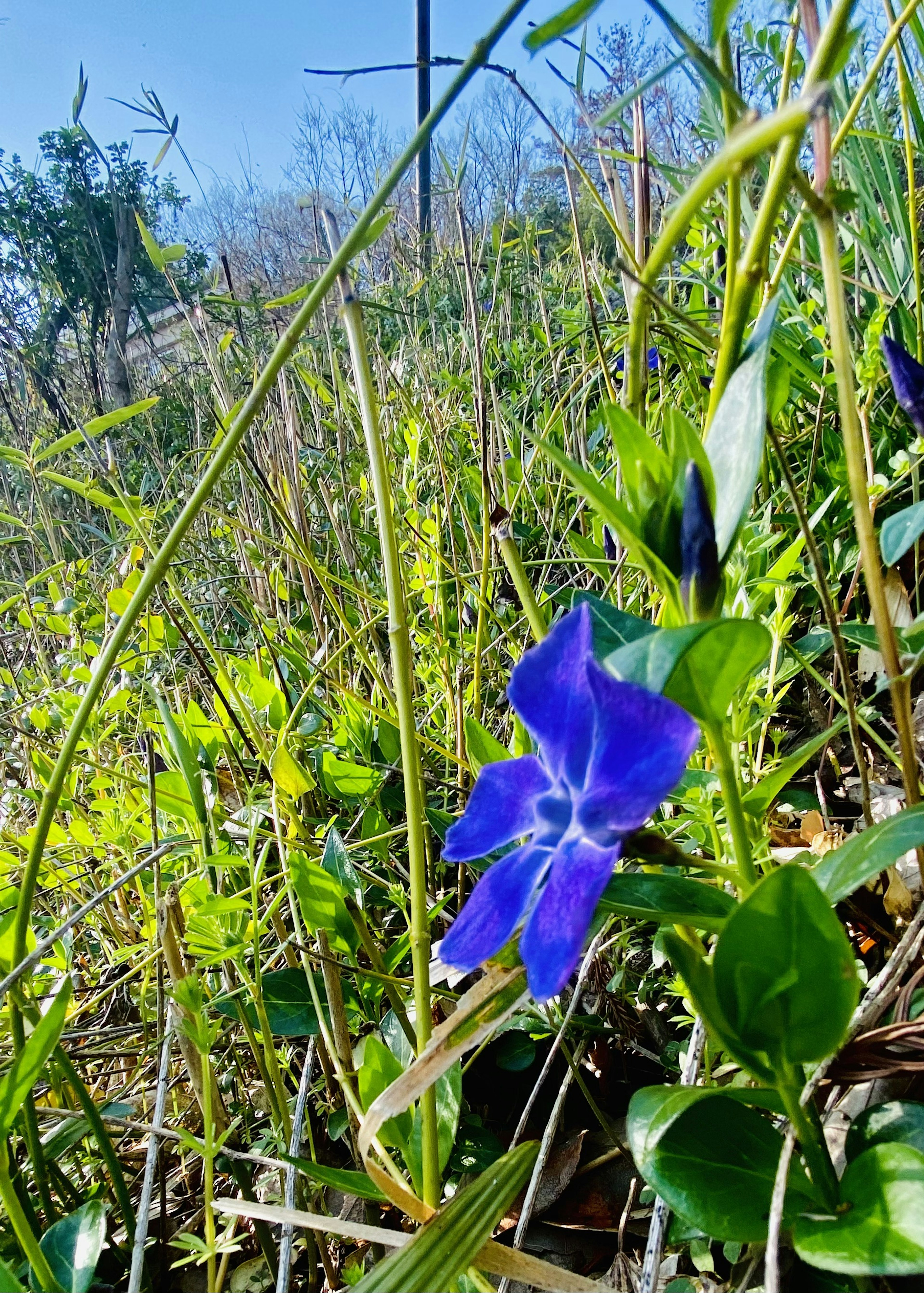 Flor azul vibrante floreciendo entre la hierba verde