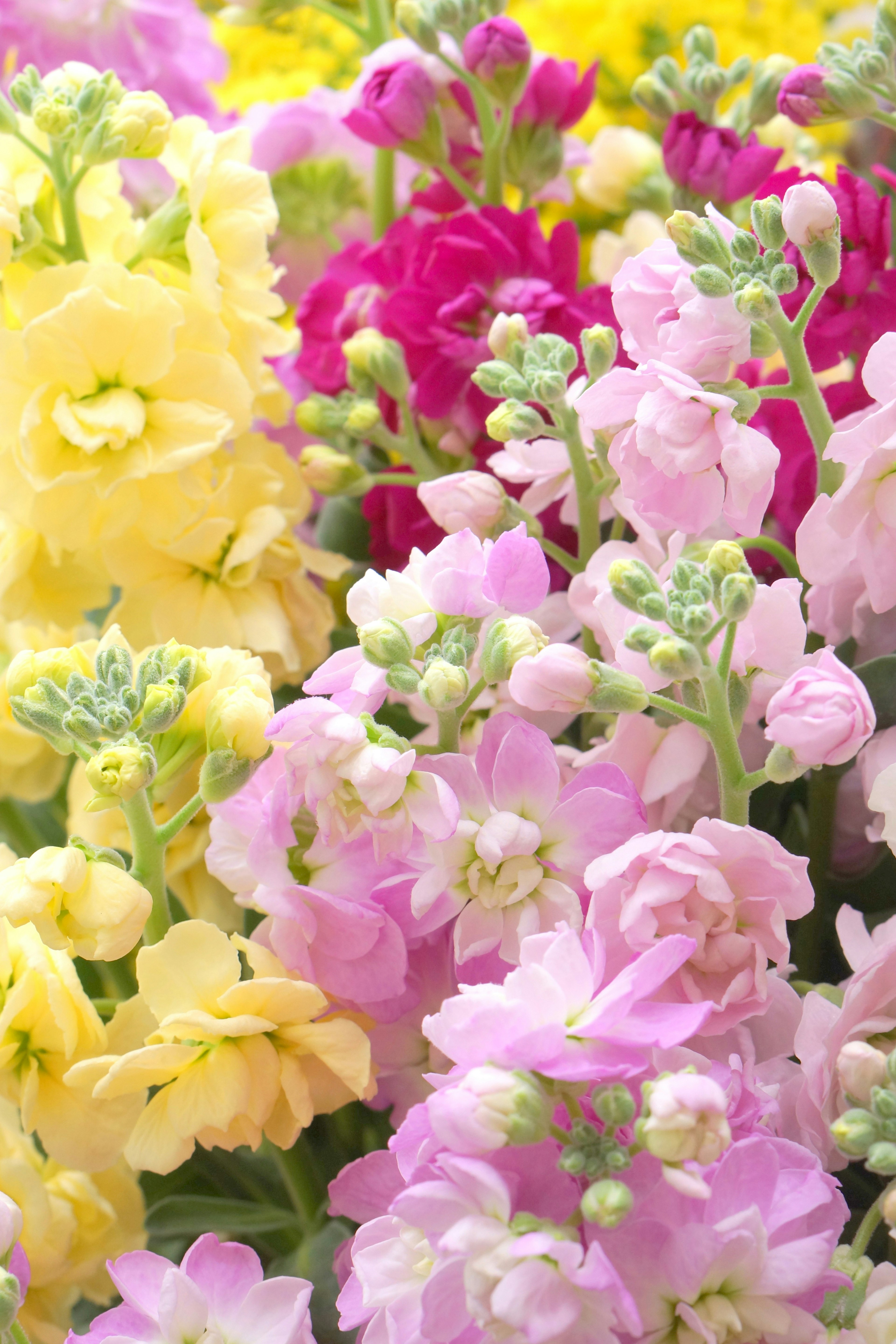 Giardino fiorito vibrante con fiori gialli rosa e viola