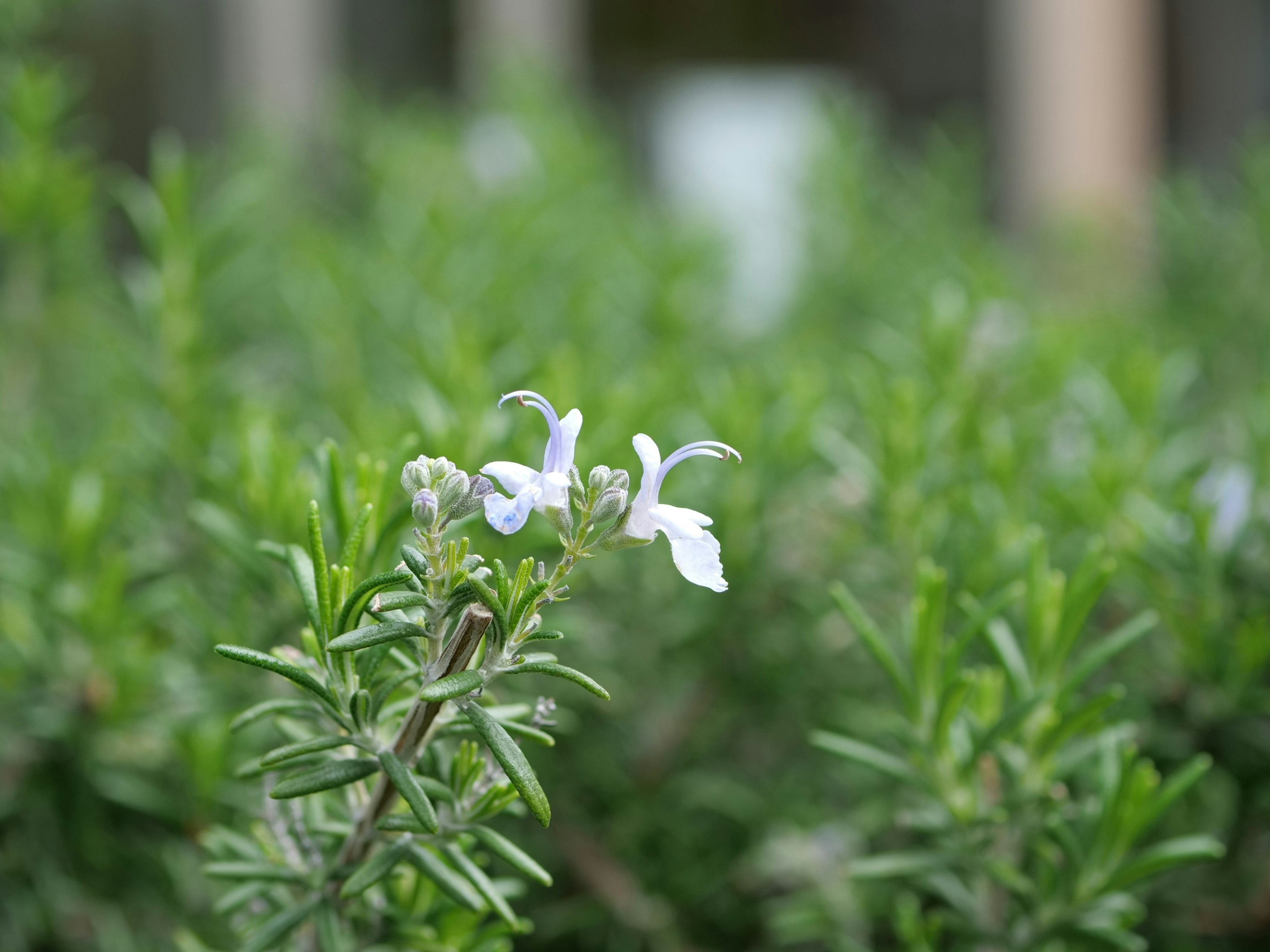 Primo piano di fiori bianchi che fioriscono tra le foglie verdi