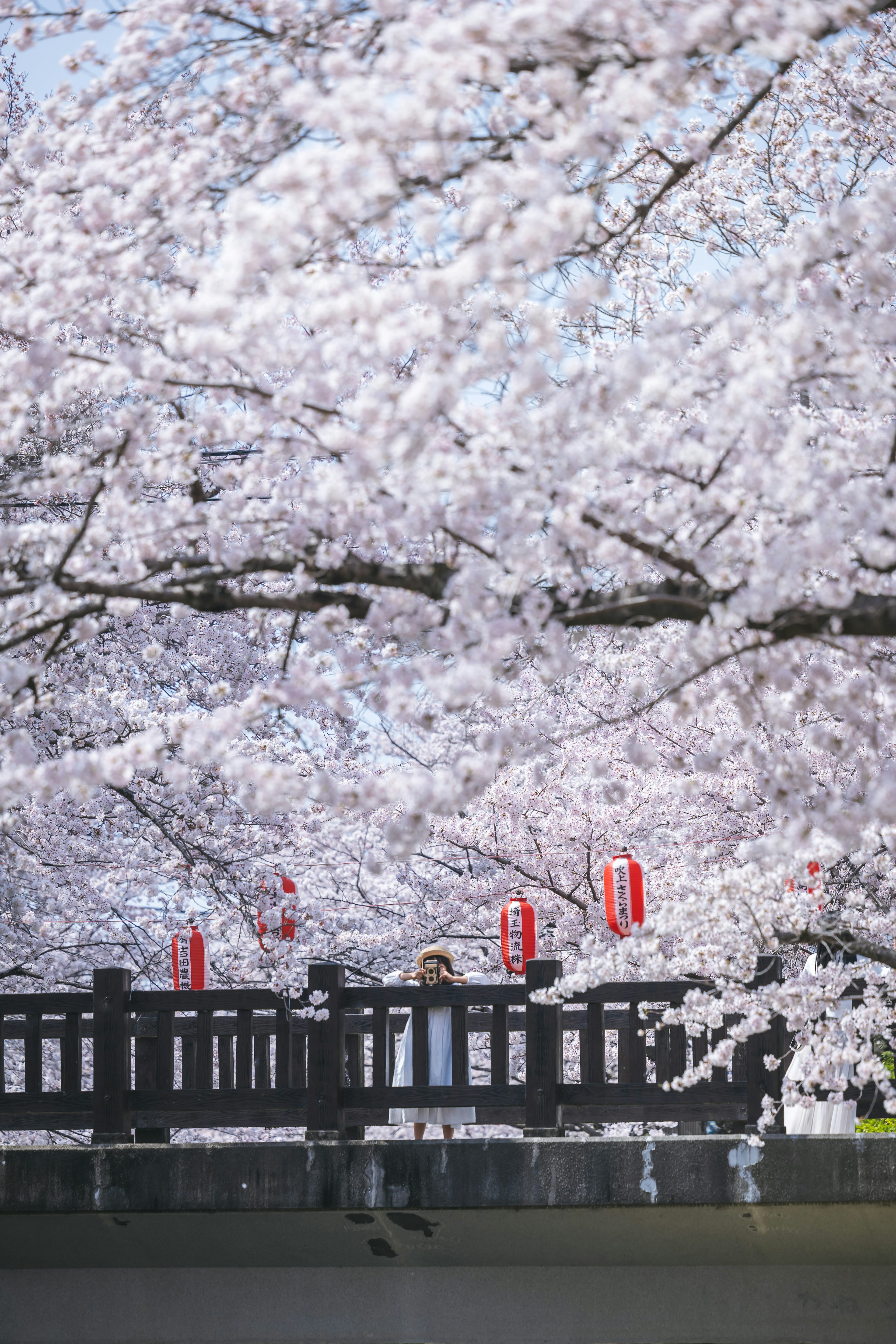 桜の木が咲いている橋の風景