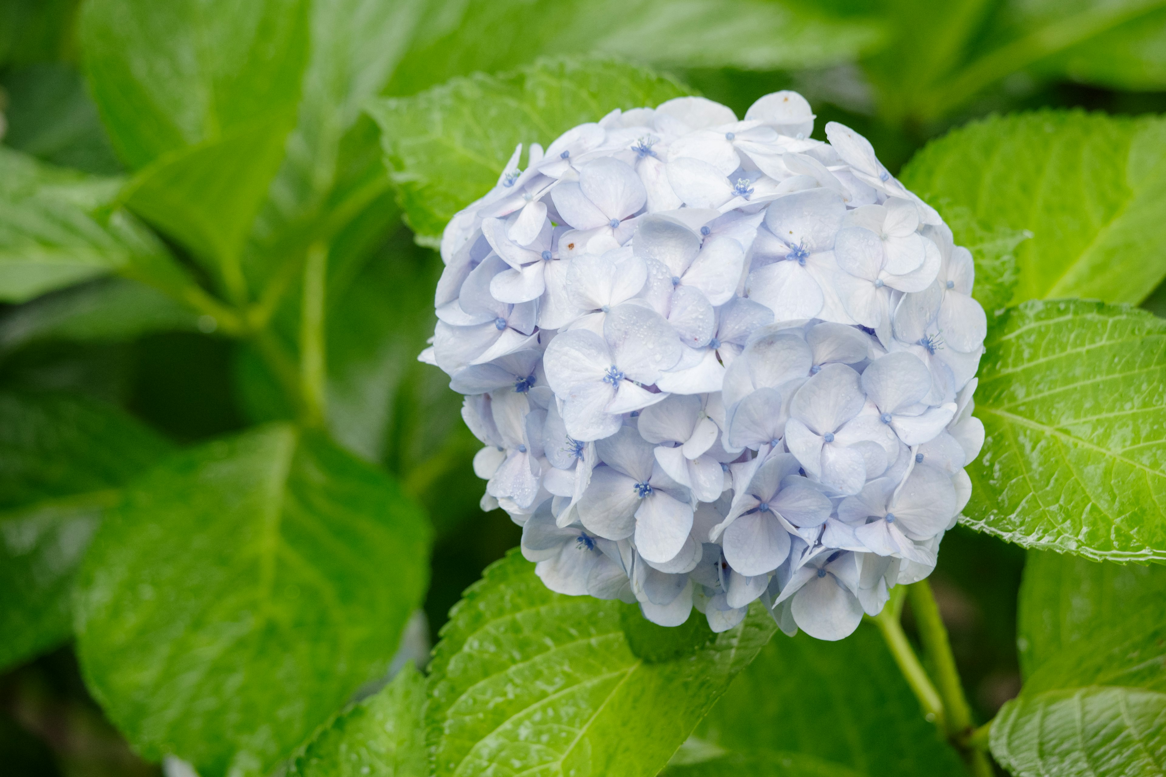 Blue hydrangea flower surrounded by green leaves