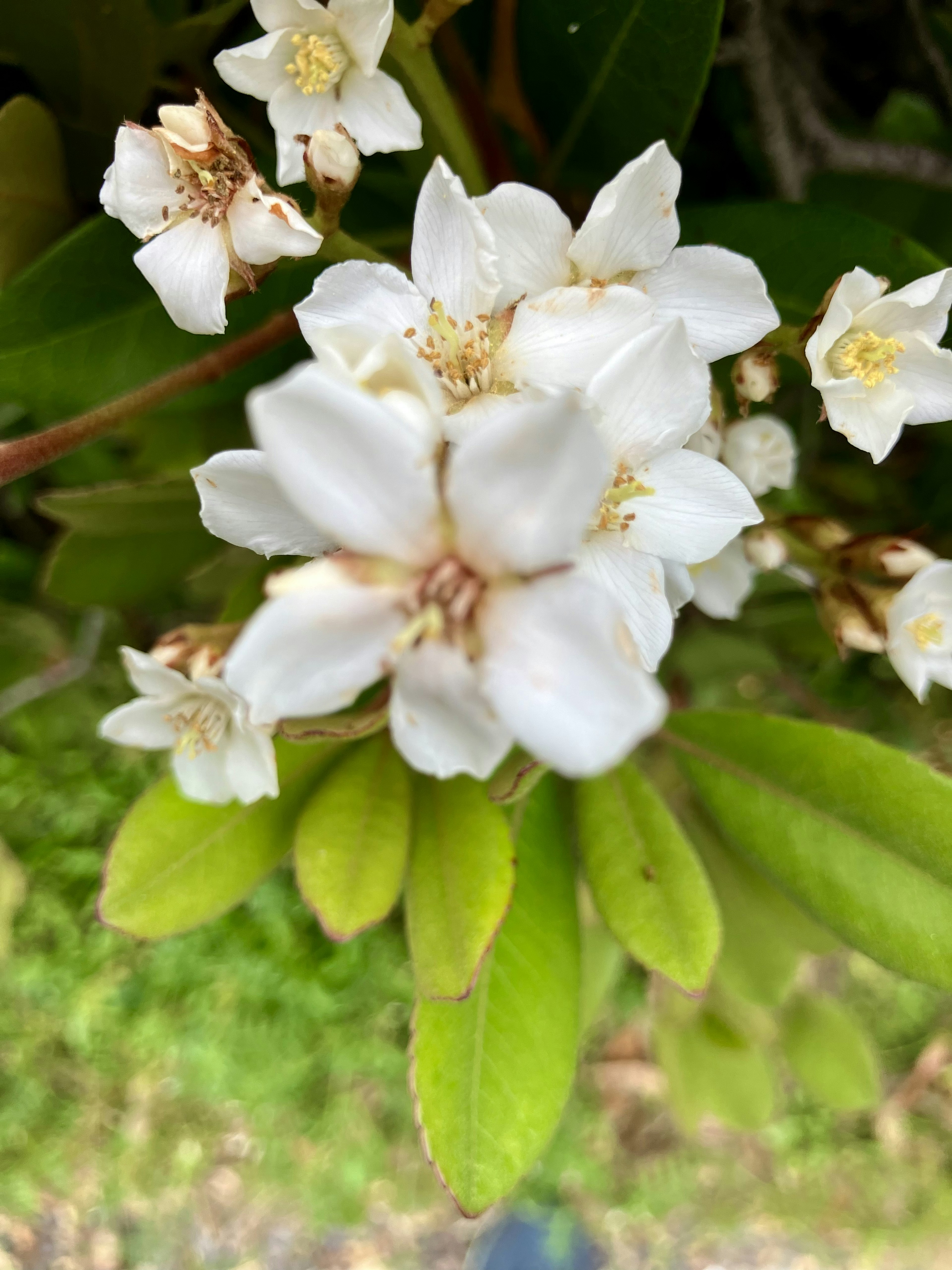 Nahaufnahme von weißen Blumen und grünen Blättern an einer Pflanze