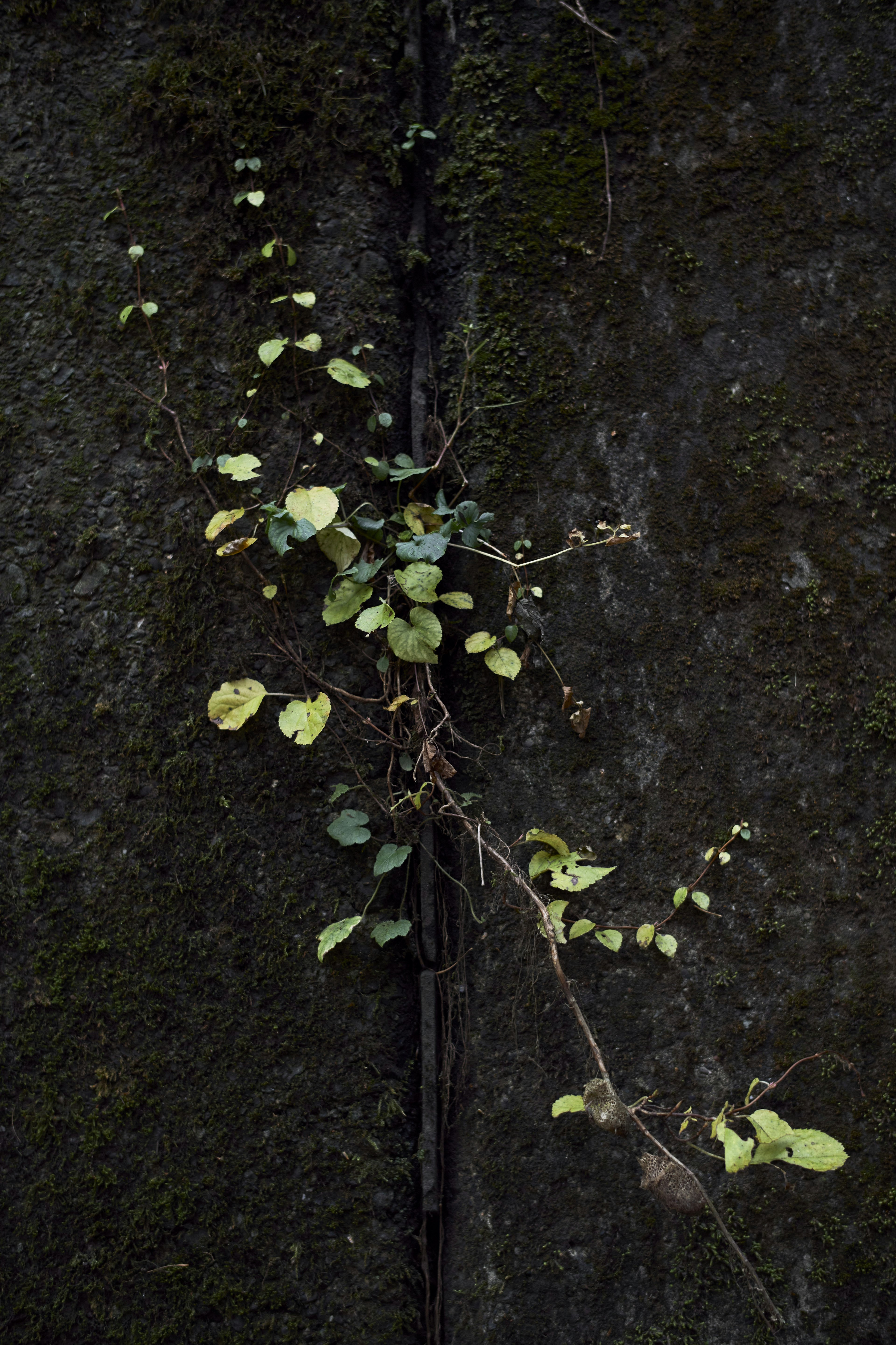 Close-up of a vine with green leaves against a dark background