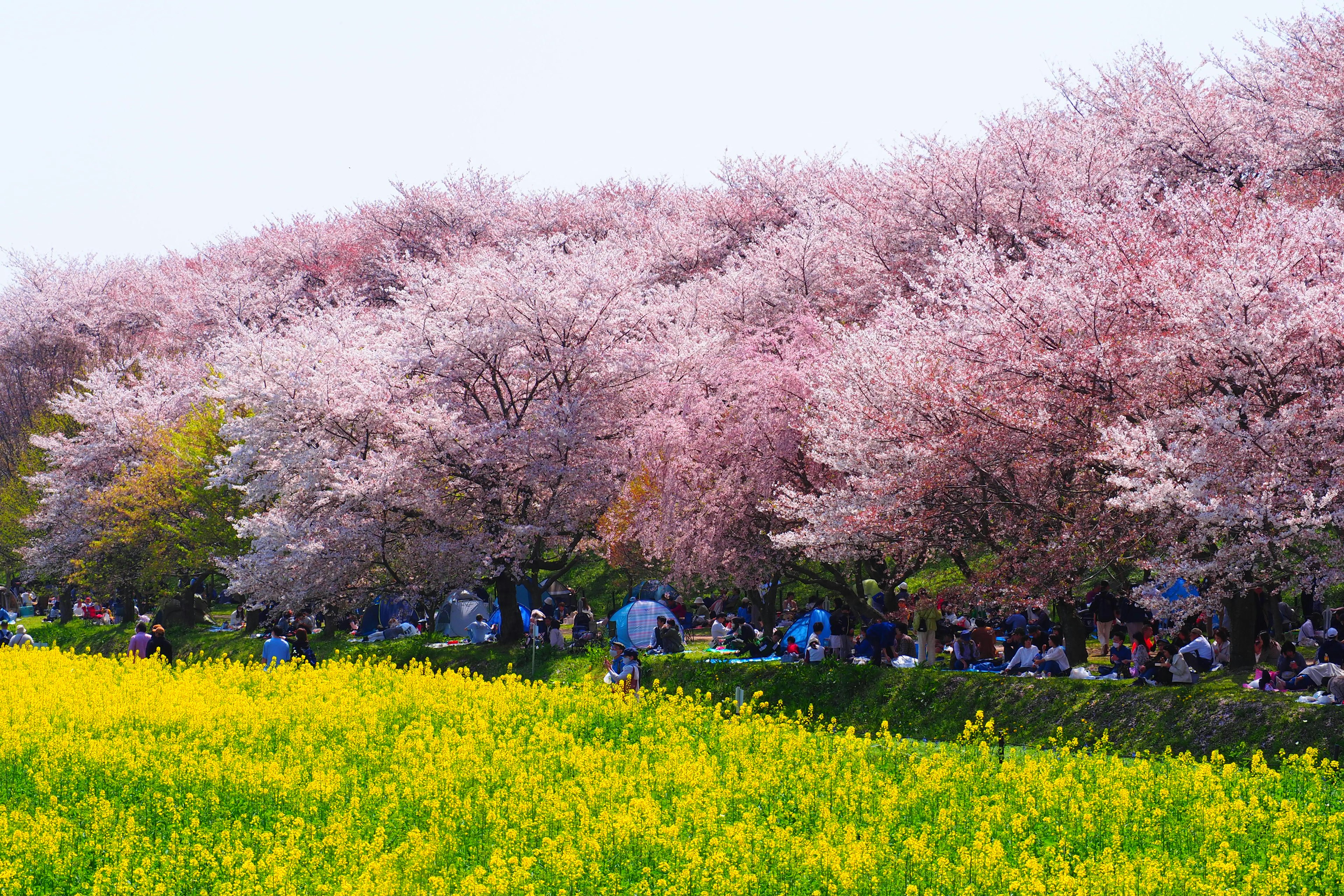 Scena di parco con alberi di ciliegio in fiore e un campo di fiori di colza gialli