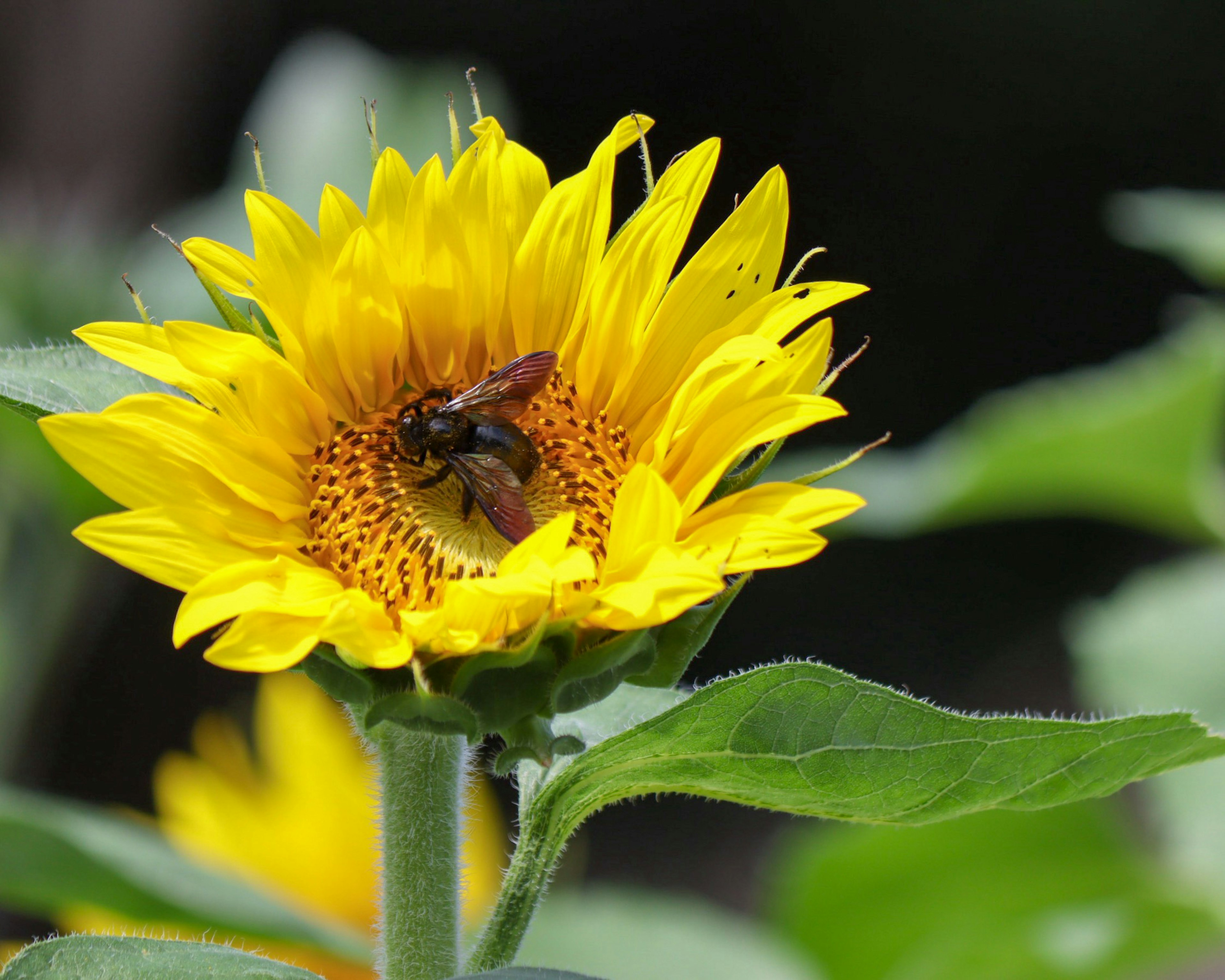 Girasole con un'ape al centro