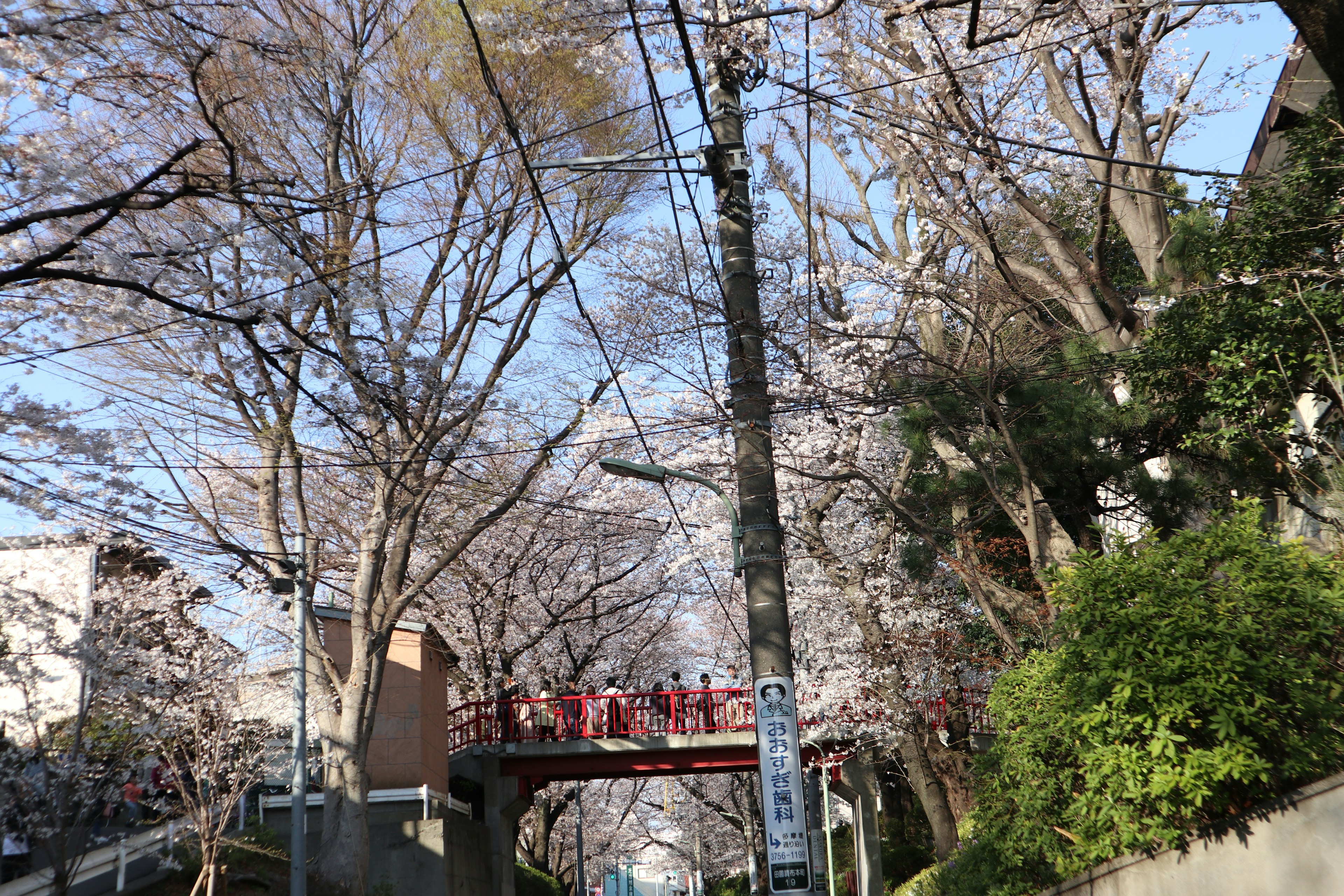 Scene of people gathering on a path lined with cherry blossoms