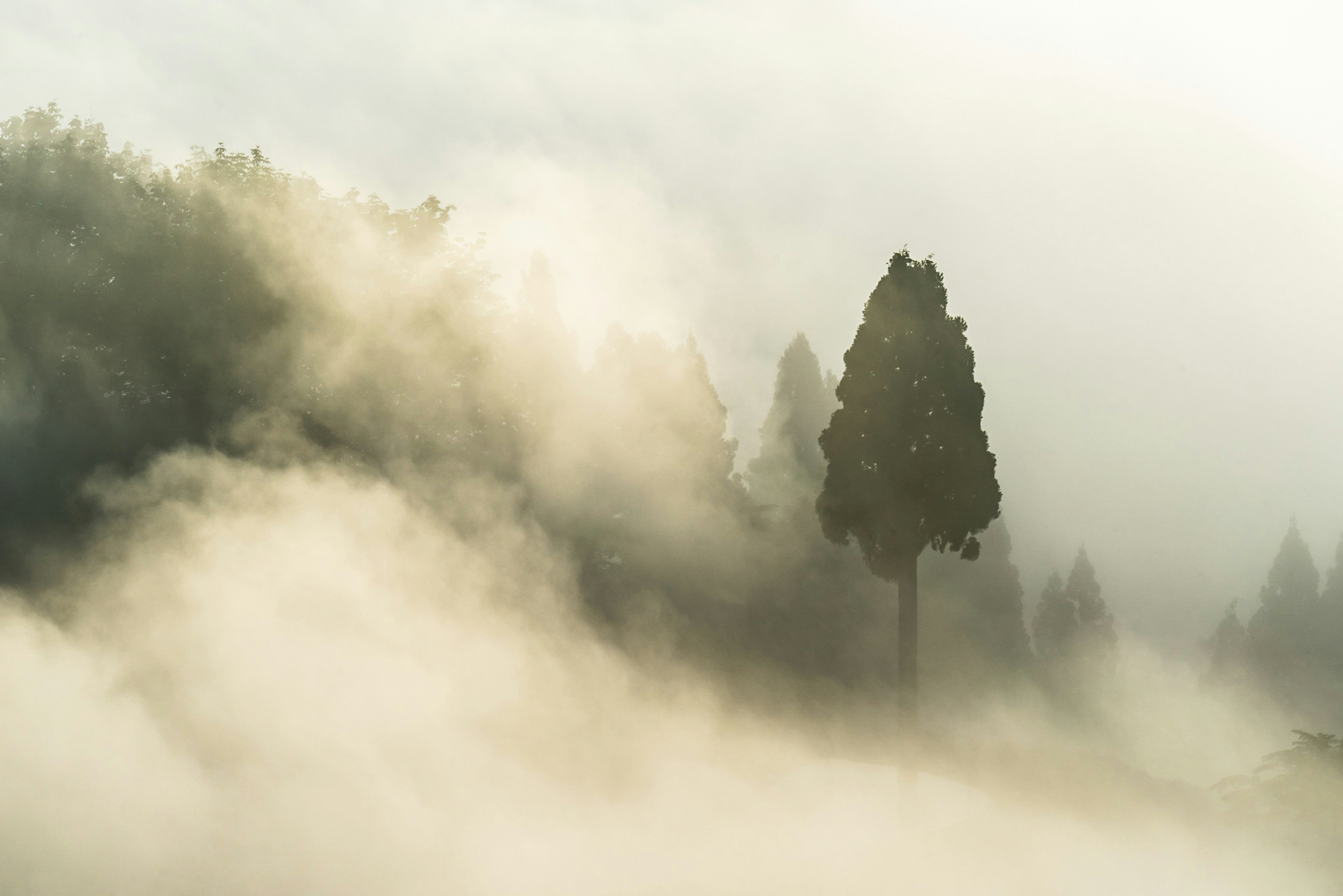 Un albero solitario in un paesaggio forestale nebbioso