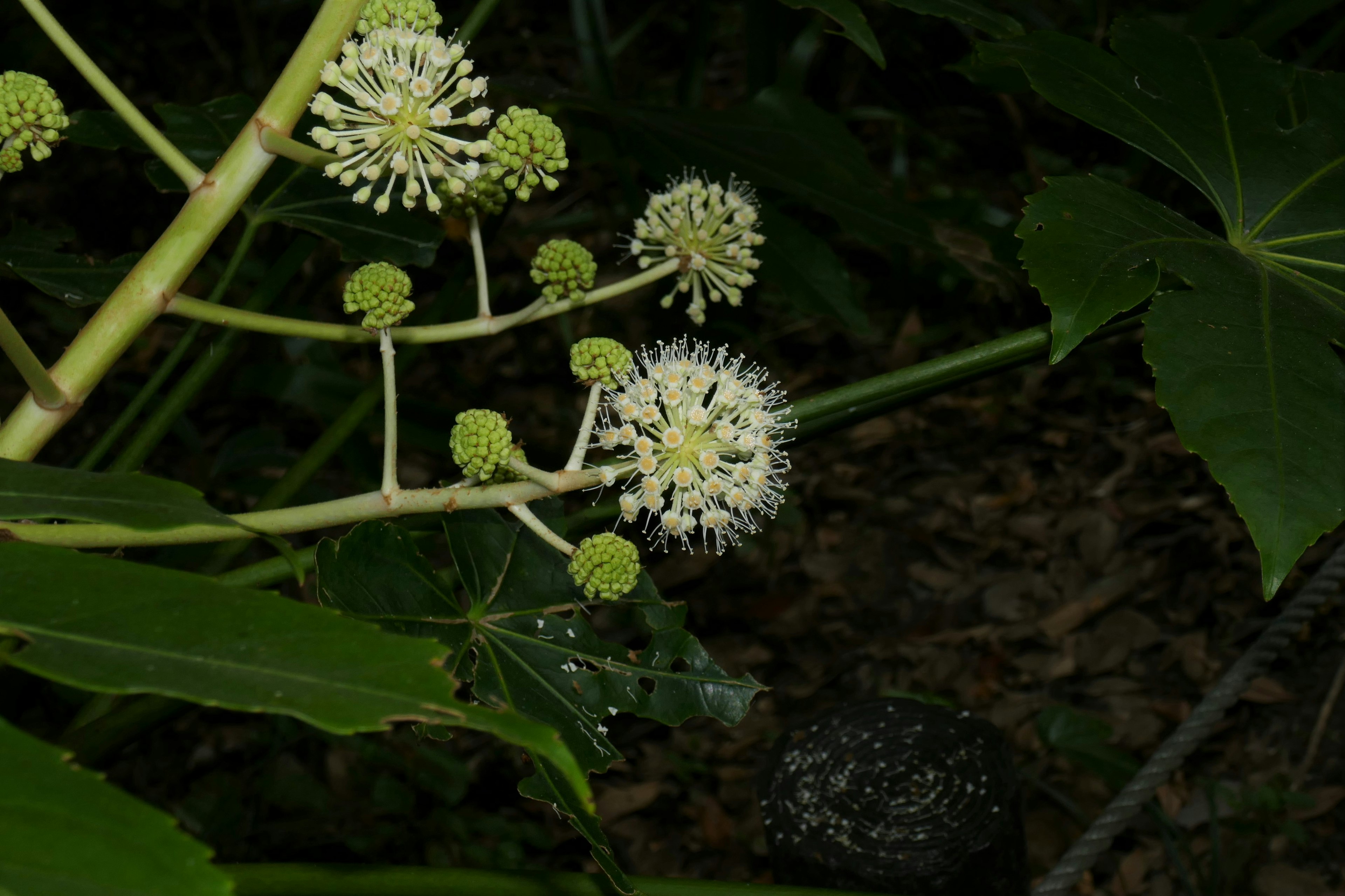 緑の葉の間に白い花が咲く植物のクローズアップ