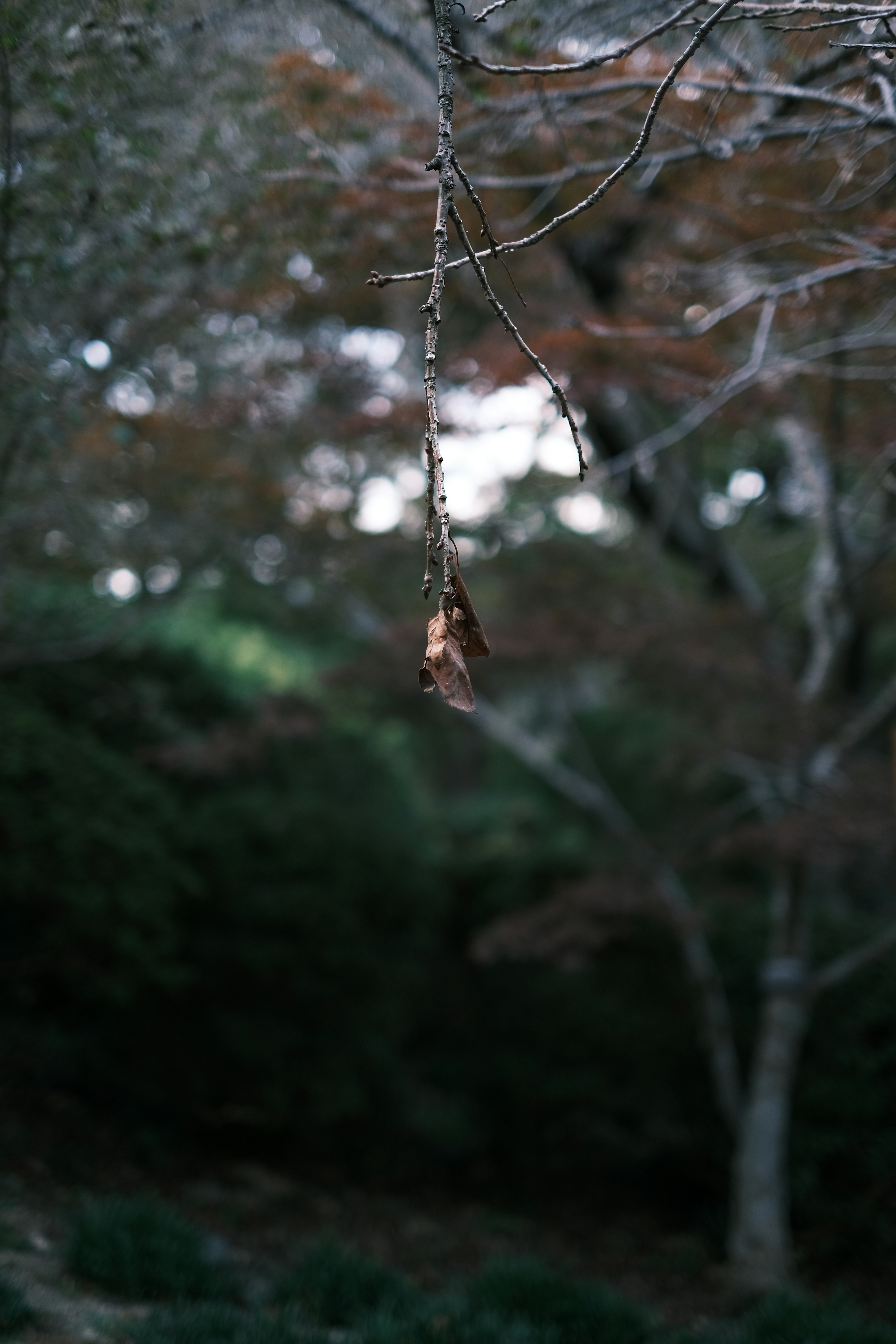 A dried leaf hanging from a branch in a blurred forest background