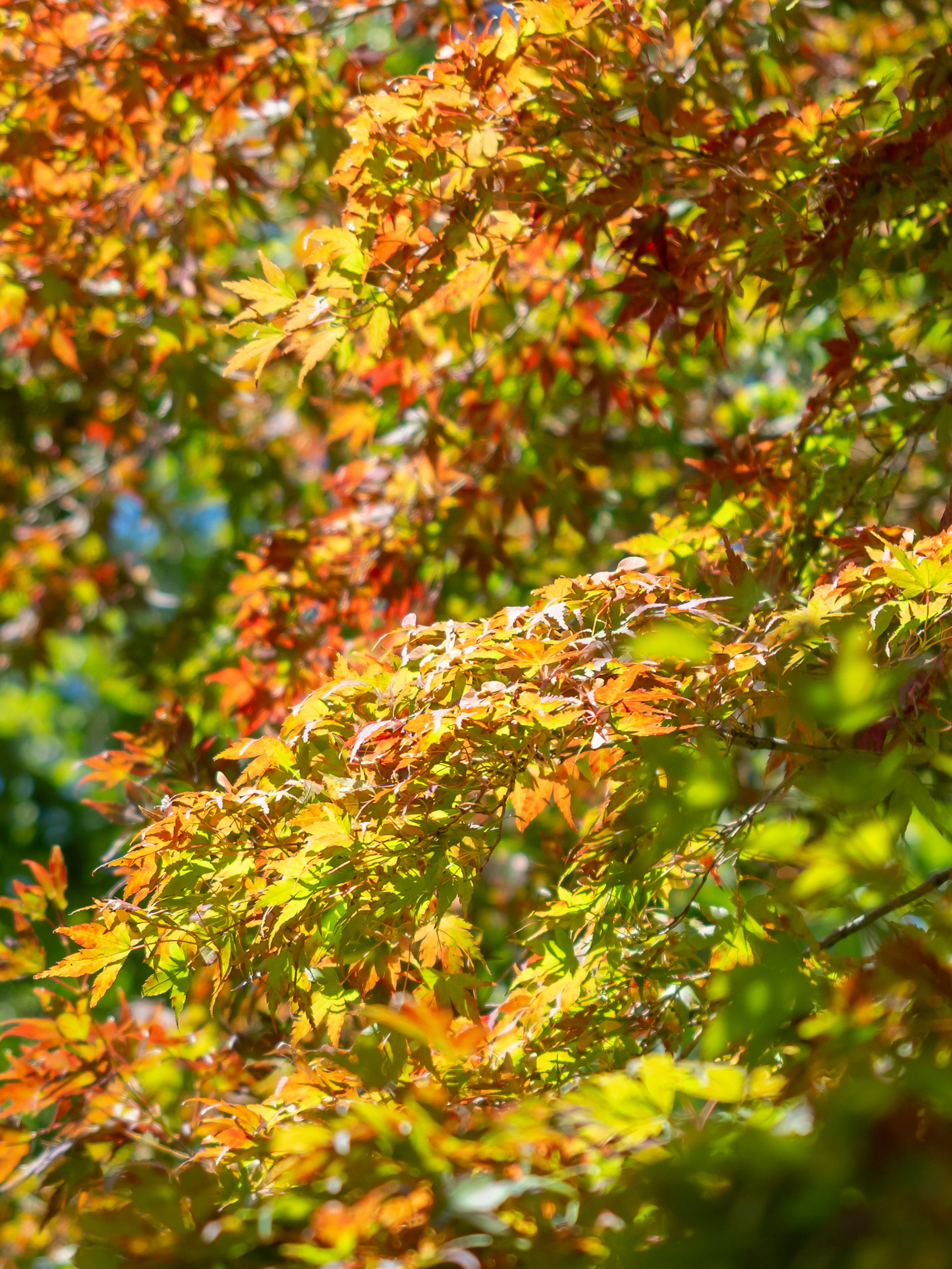 Hojas de otoño vibrantes en ramas de árboles