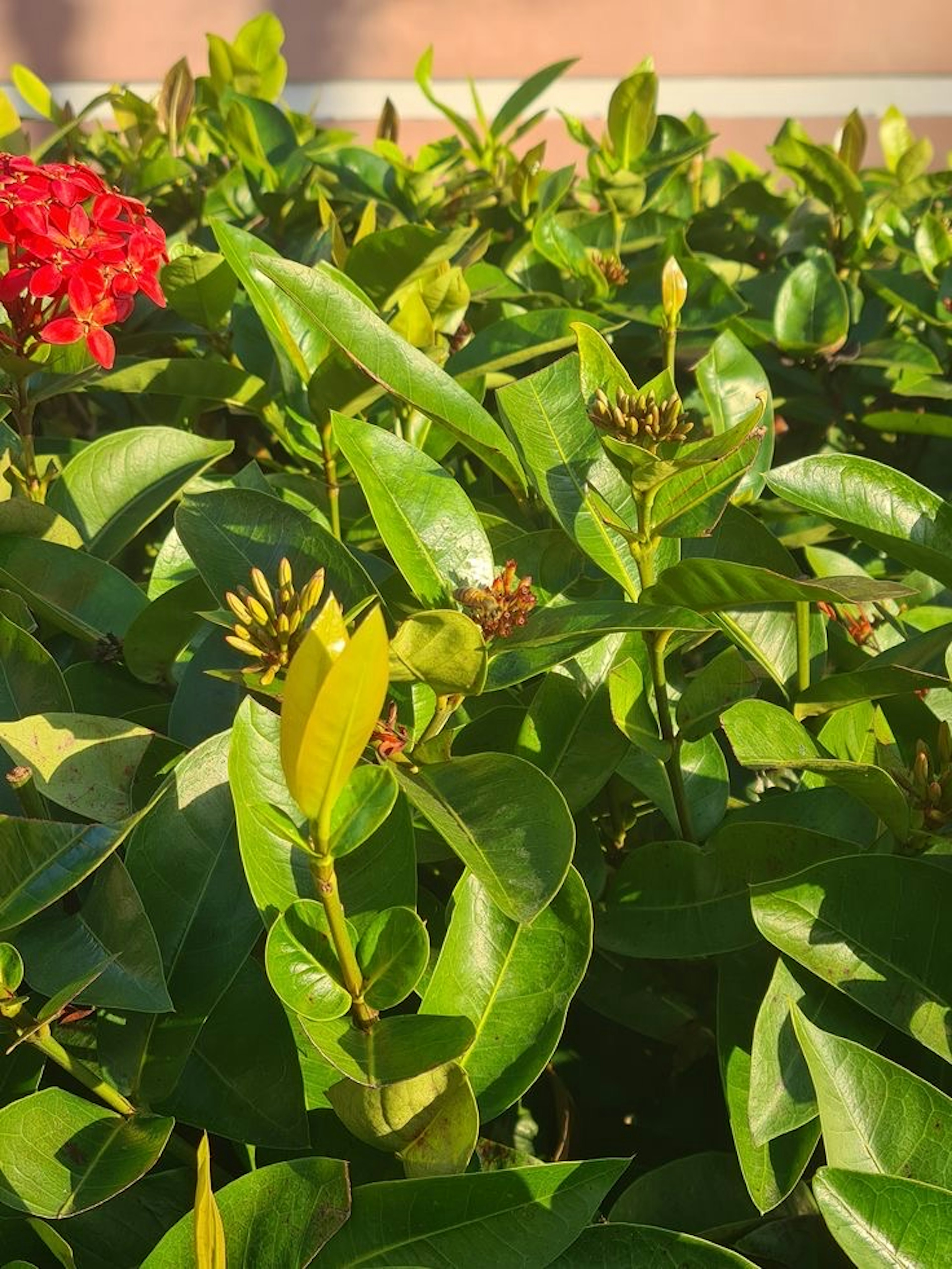 緑の葉と赤い花が特徴的な植物のクローズアップ