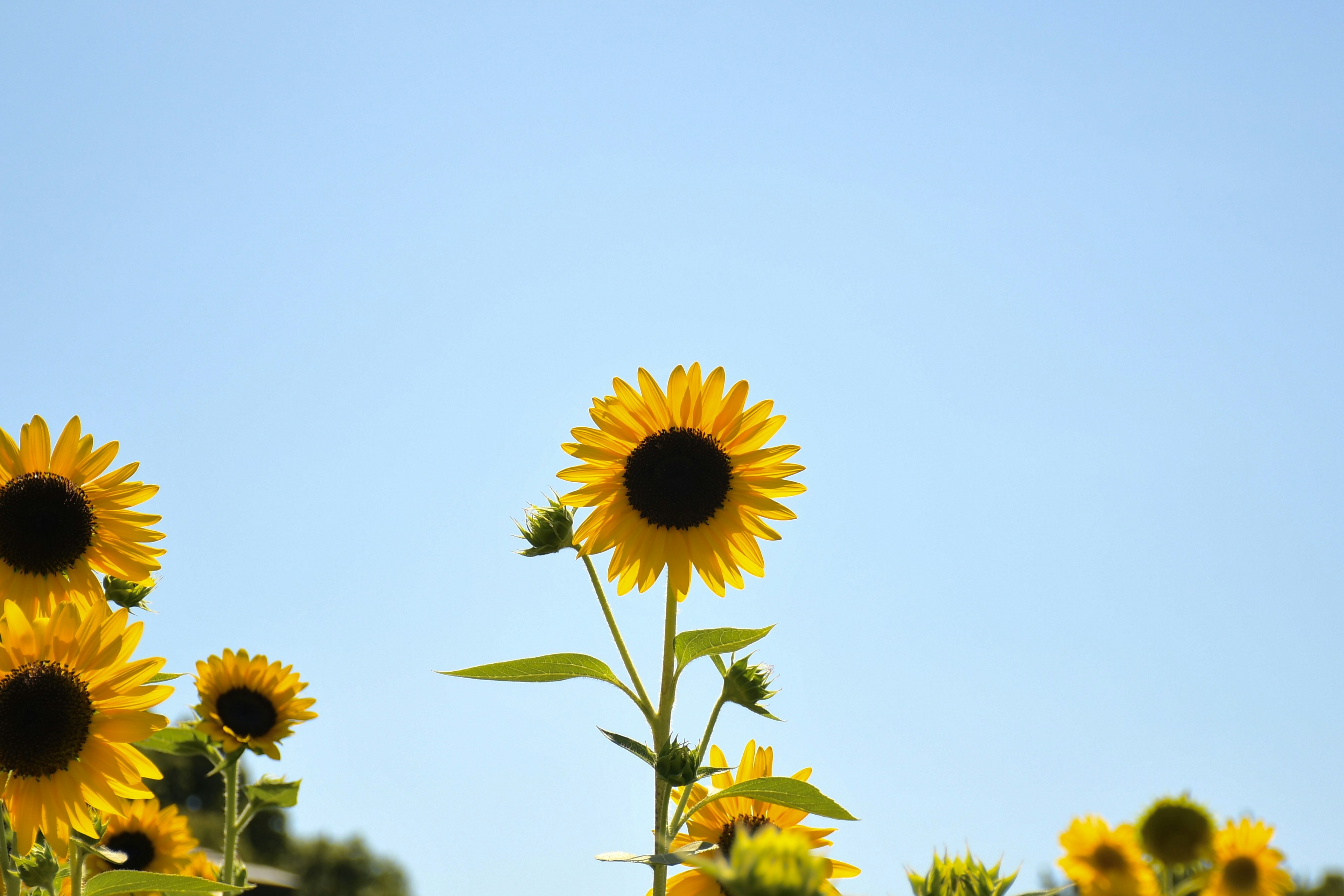 Helle Sonnenblume blüht unter einem blauen Himmel