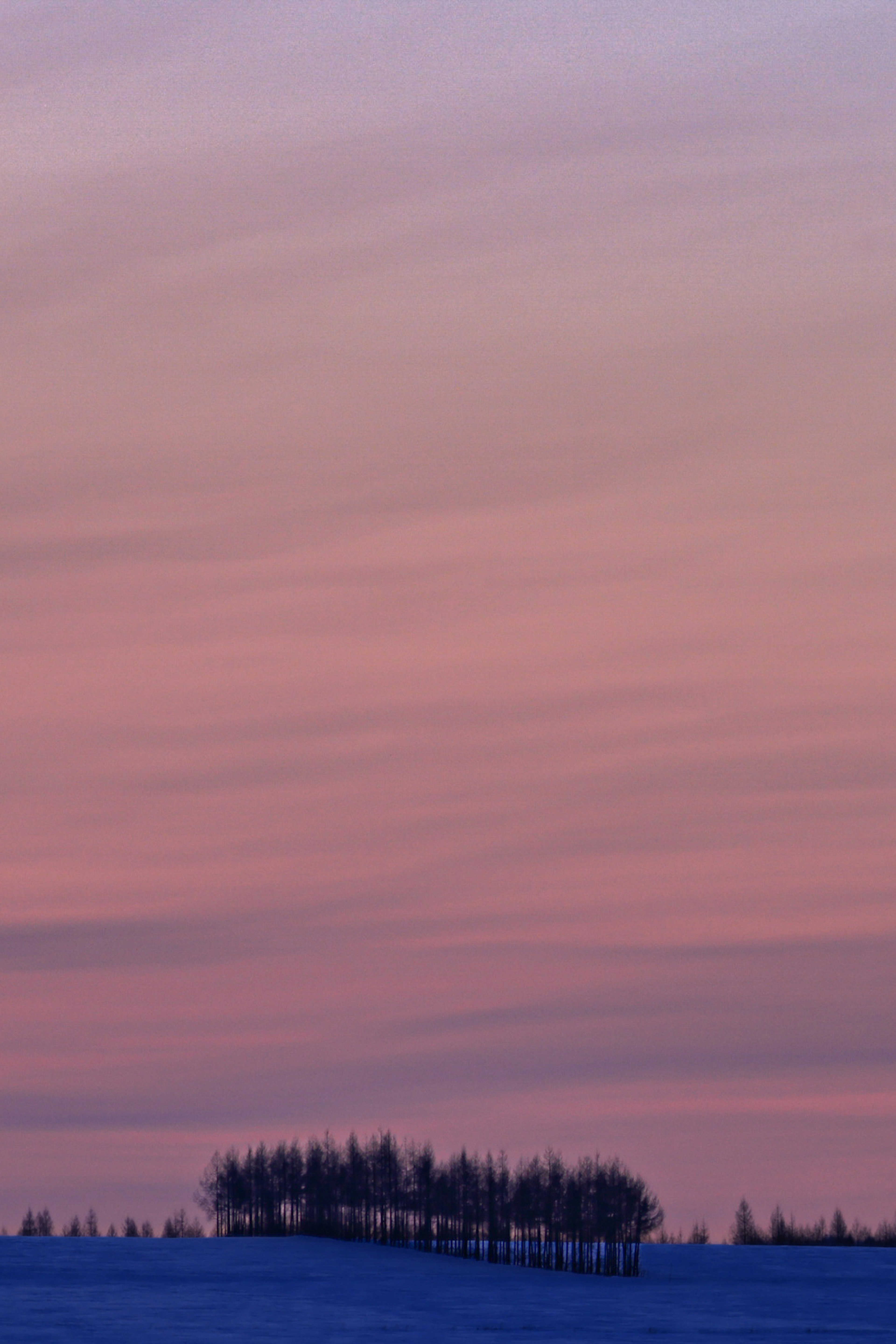 夕焼けの空と木立の風景