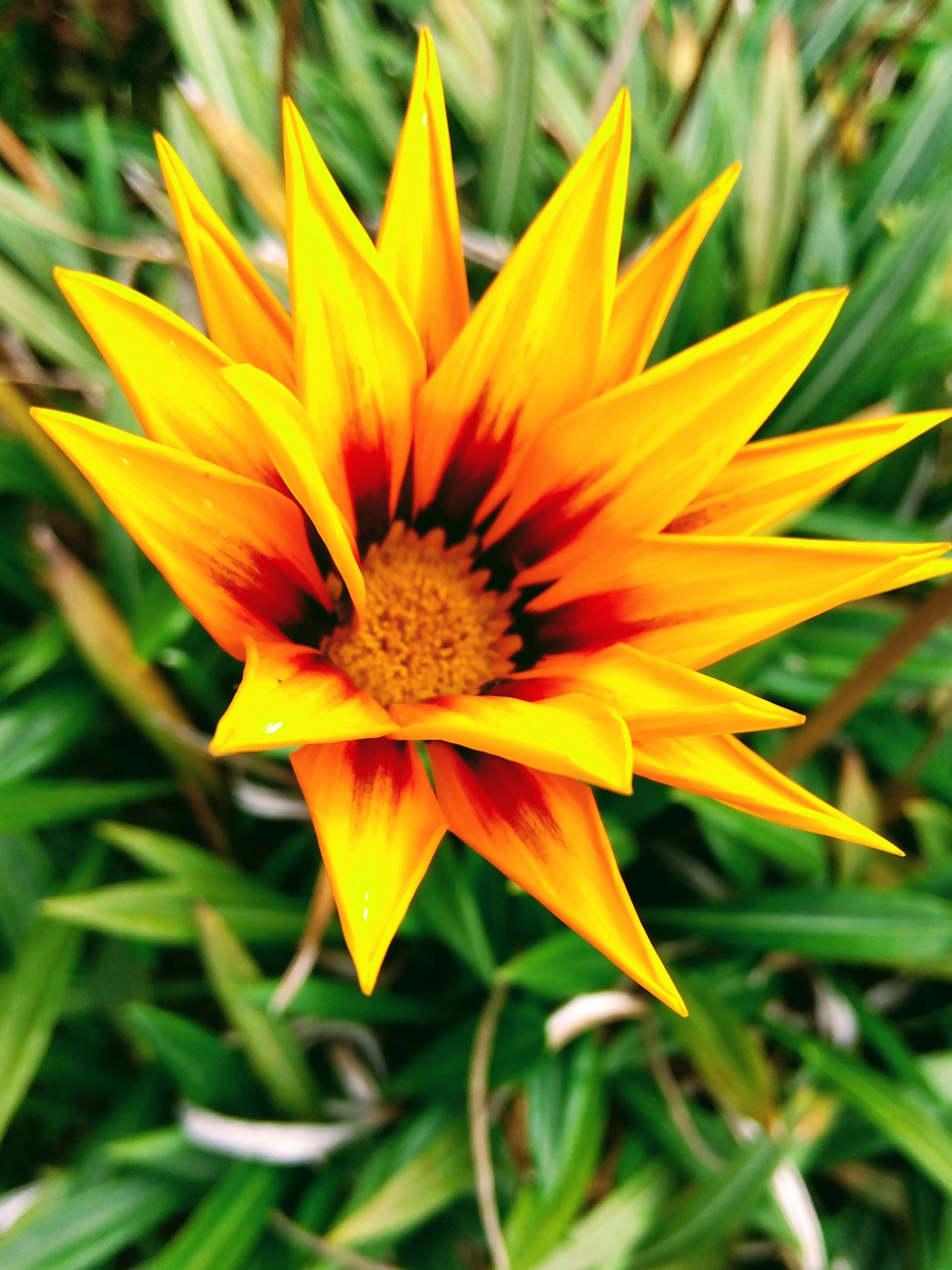 Fiore giallo e arancione vibrante che sboccia tra le foglie verdi