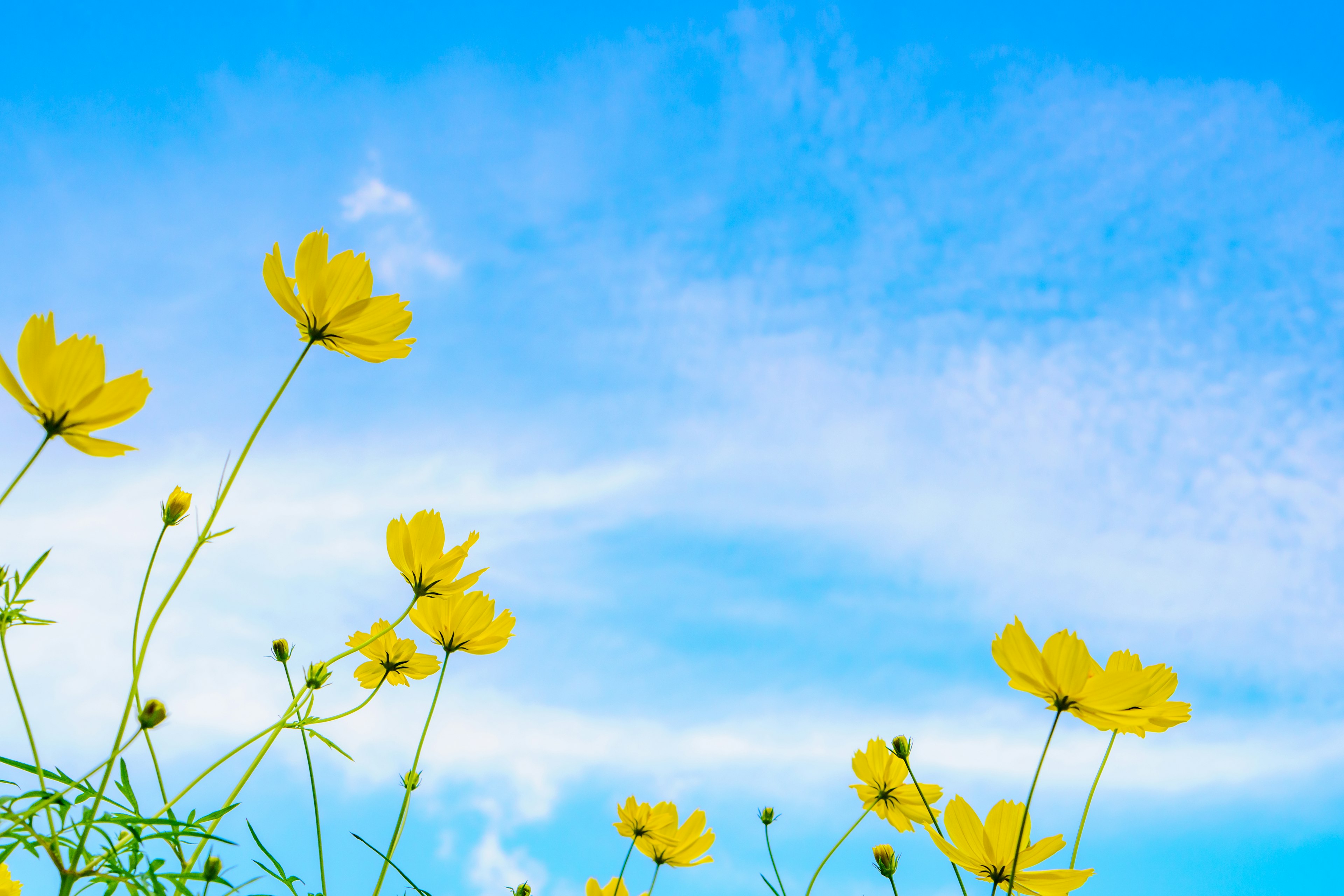 Grupo de flores amarillas bajo un cielo azul