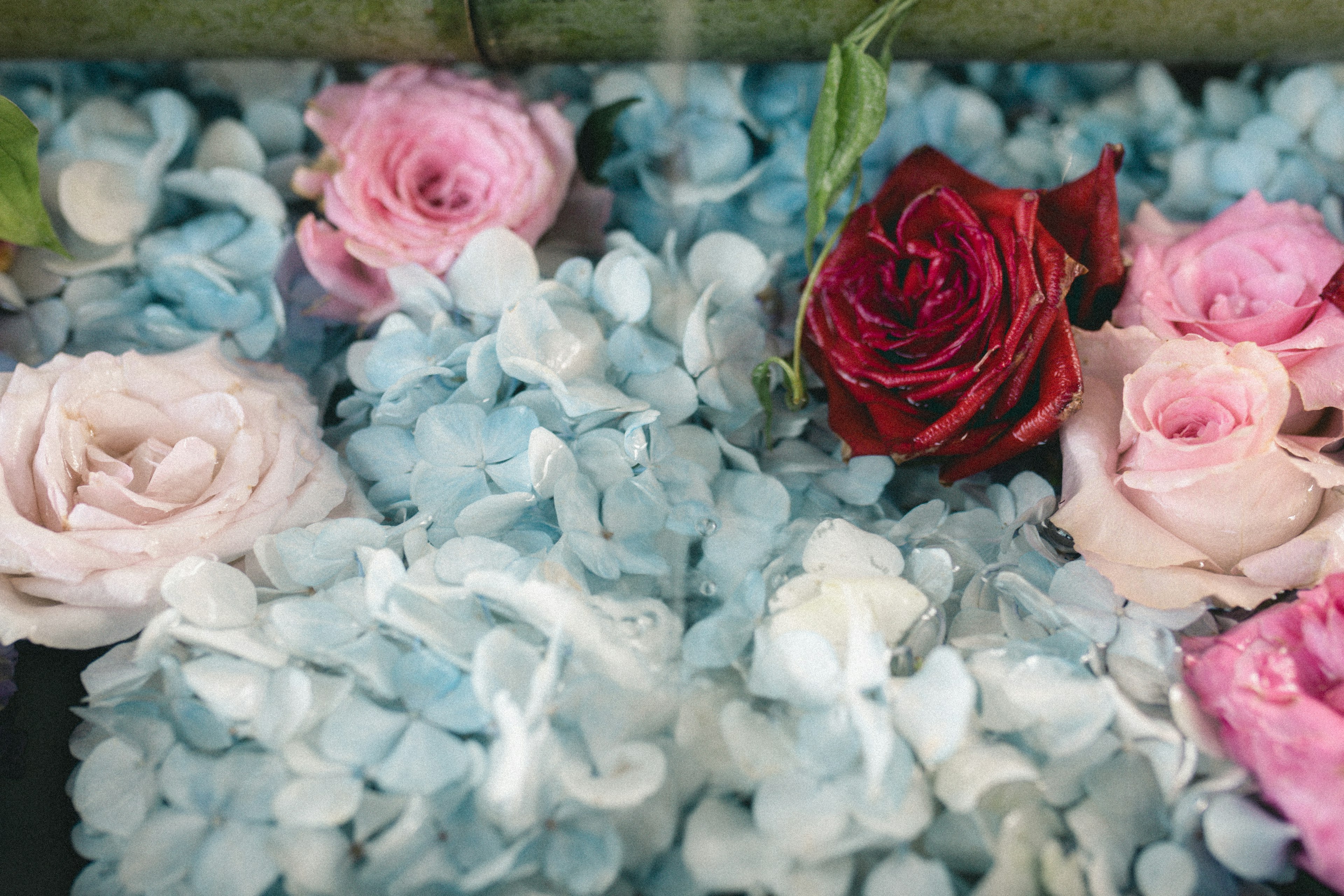 Arrangement floral magnifique avec des hortensias bleus et des roses roses et rouges