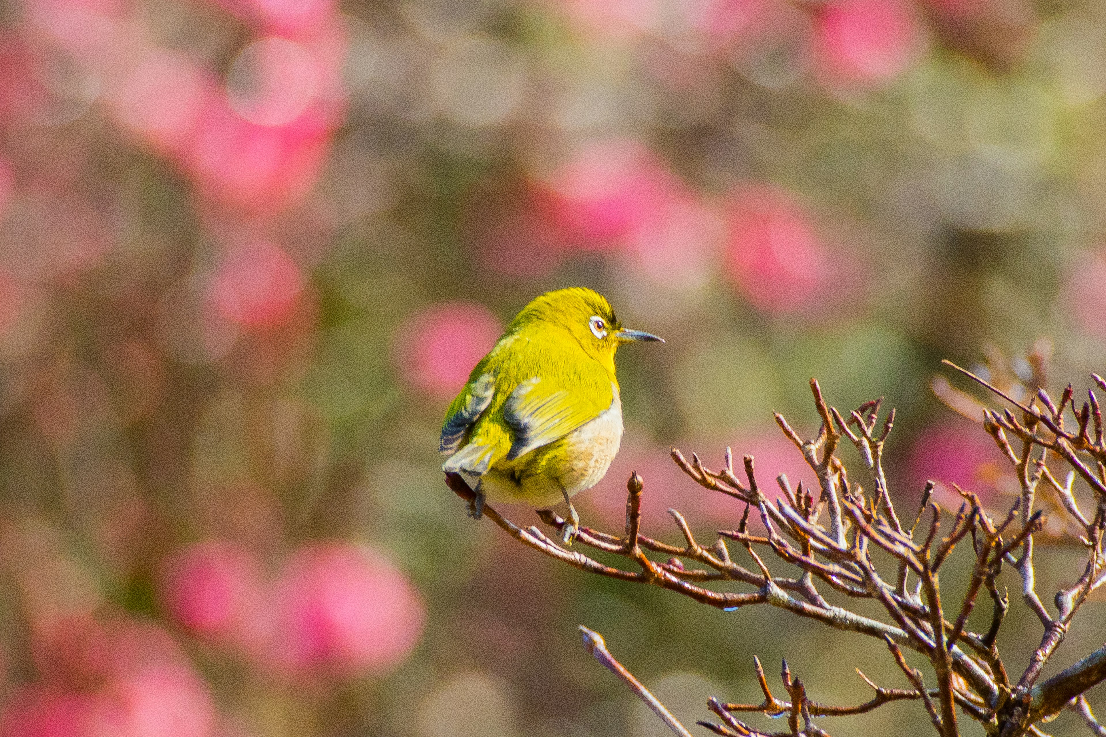 黄色い小鳥がピンクの花の前に止まっている