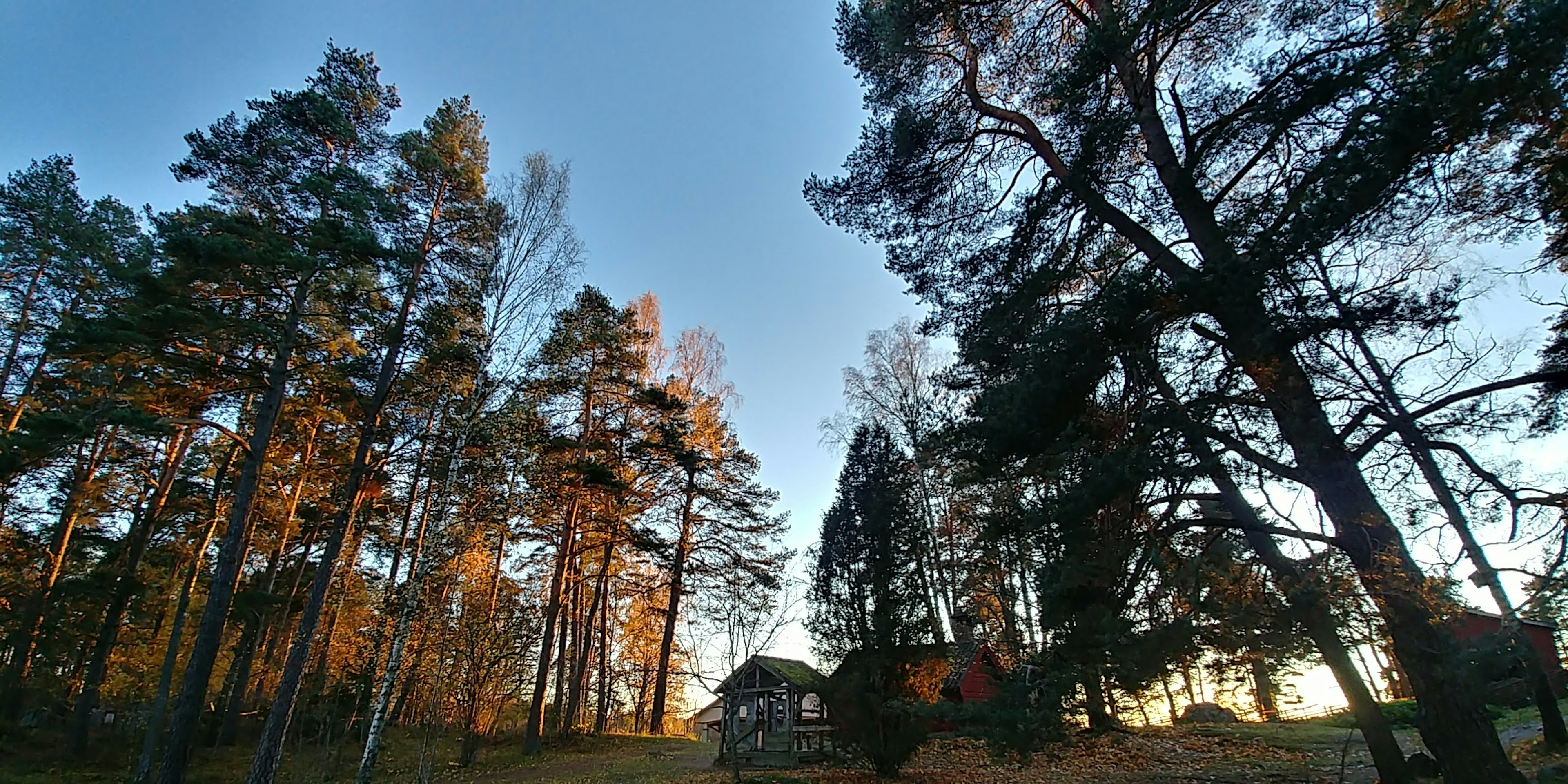 夕陽天空下樹木輪廓的風景