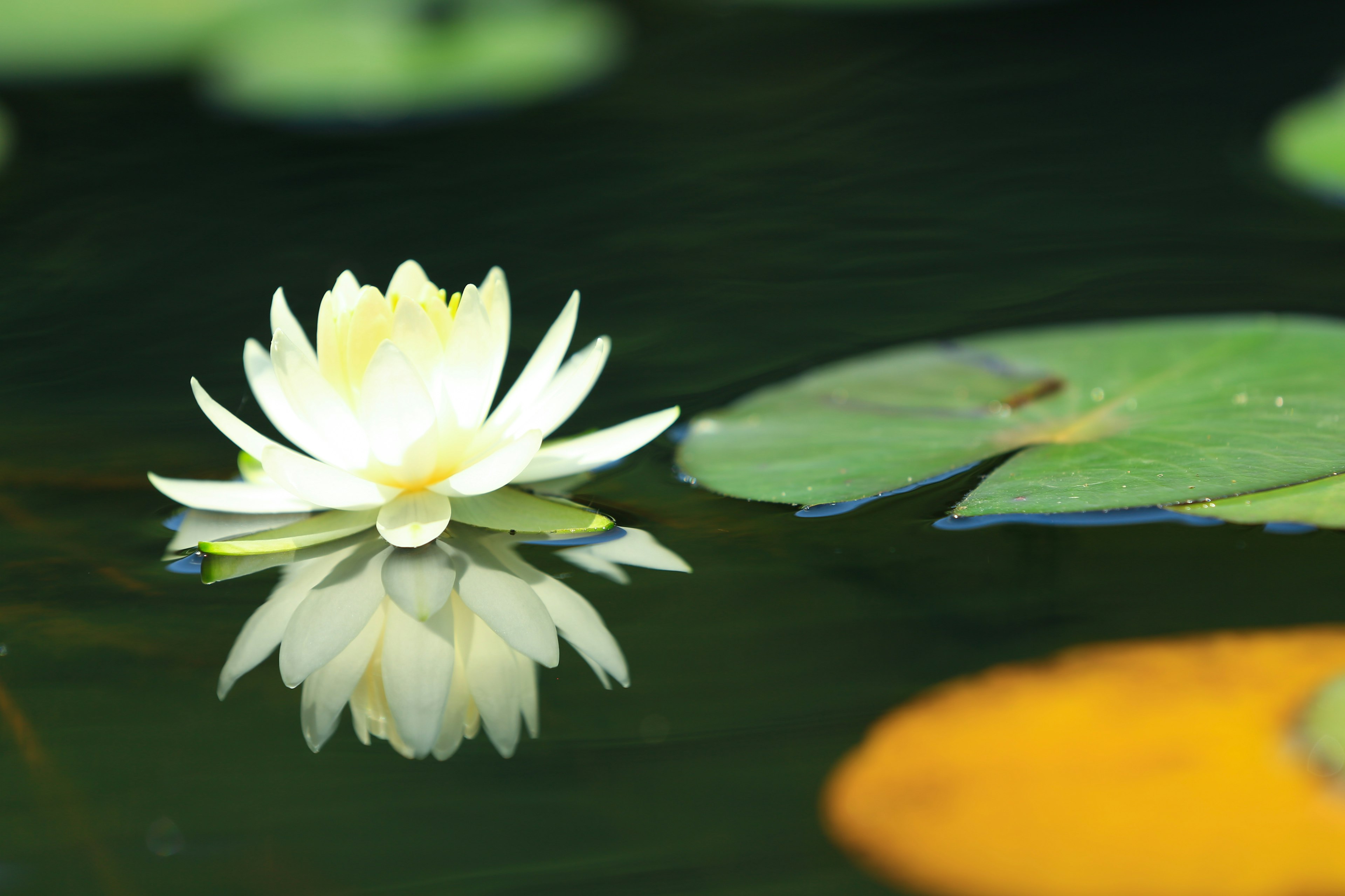 Nenúfar blanco flotando en la superficie con reflexión