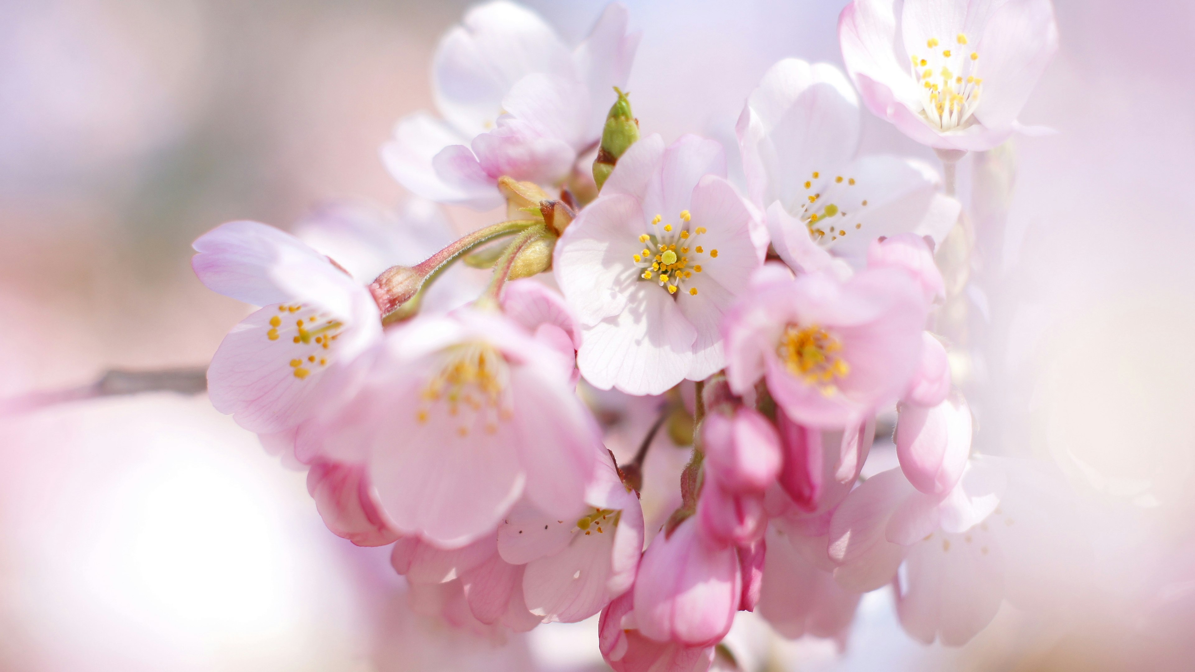 Flores de cerezo rosas delicadas en suave desenfoque