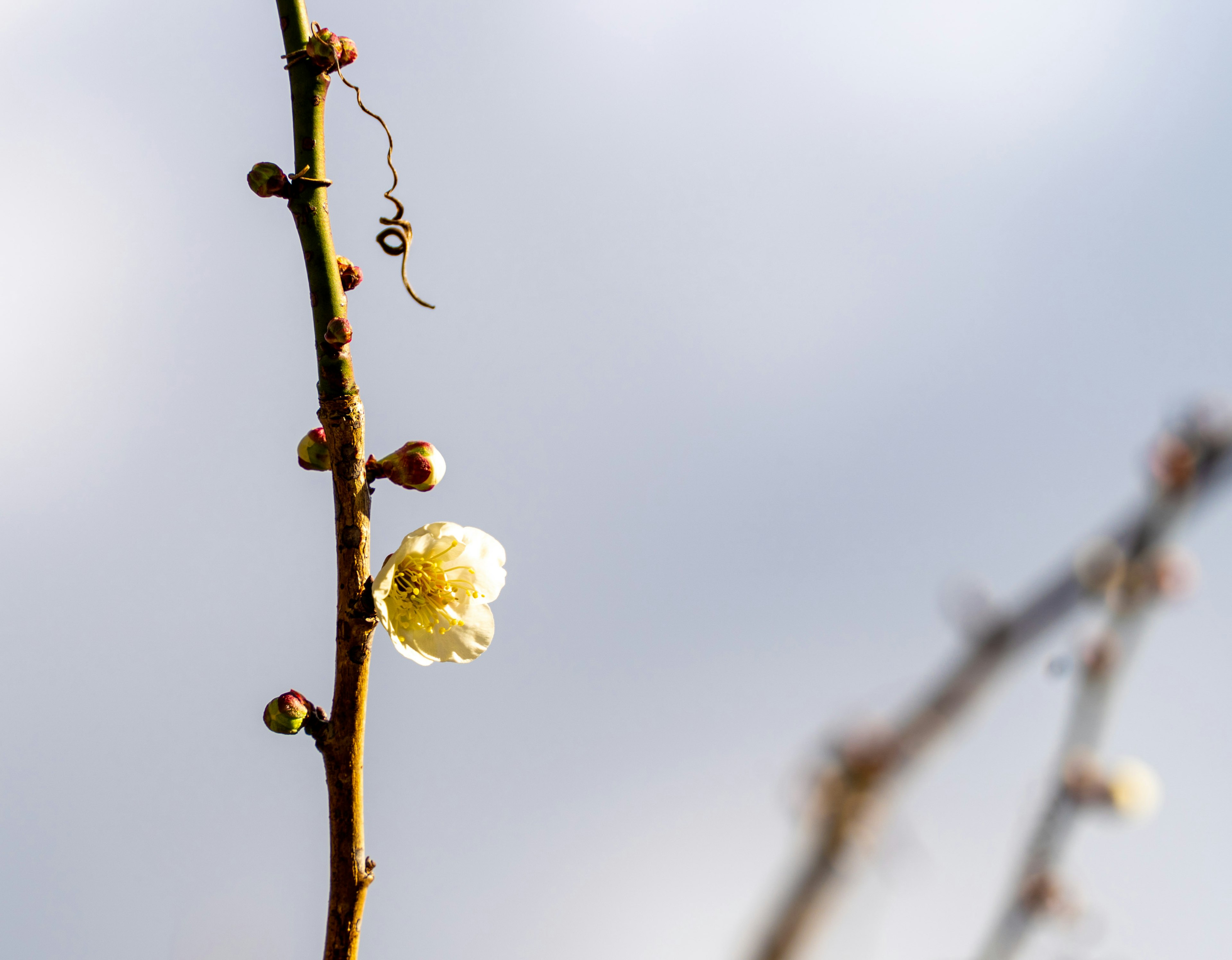 白い花が咲いている梅の枝と背景の曇り空