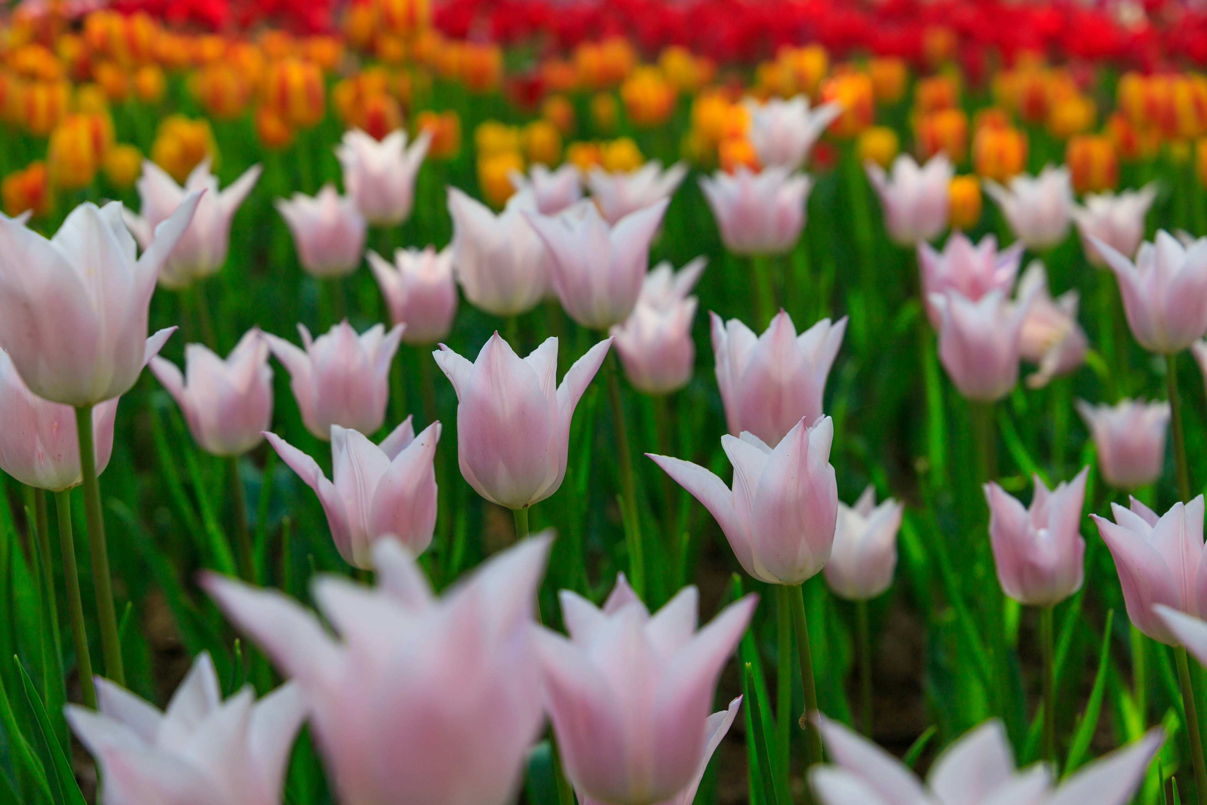 Ladang bunga yang indah dengan tulip pink muda yang mekar