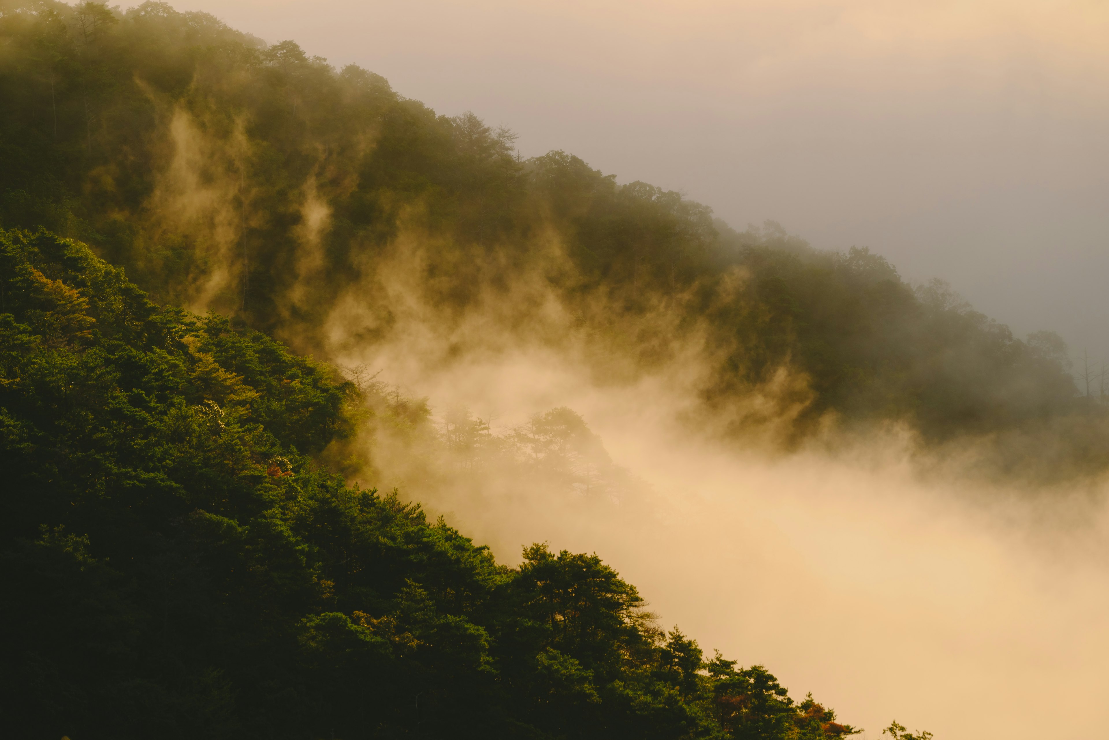 Pemandangan gunung yang diselimuti kabut vegetasi subur dan cahaya lembut