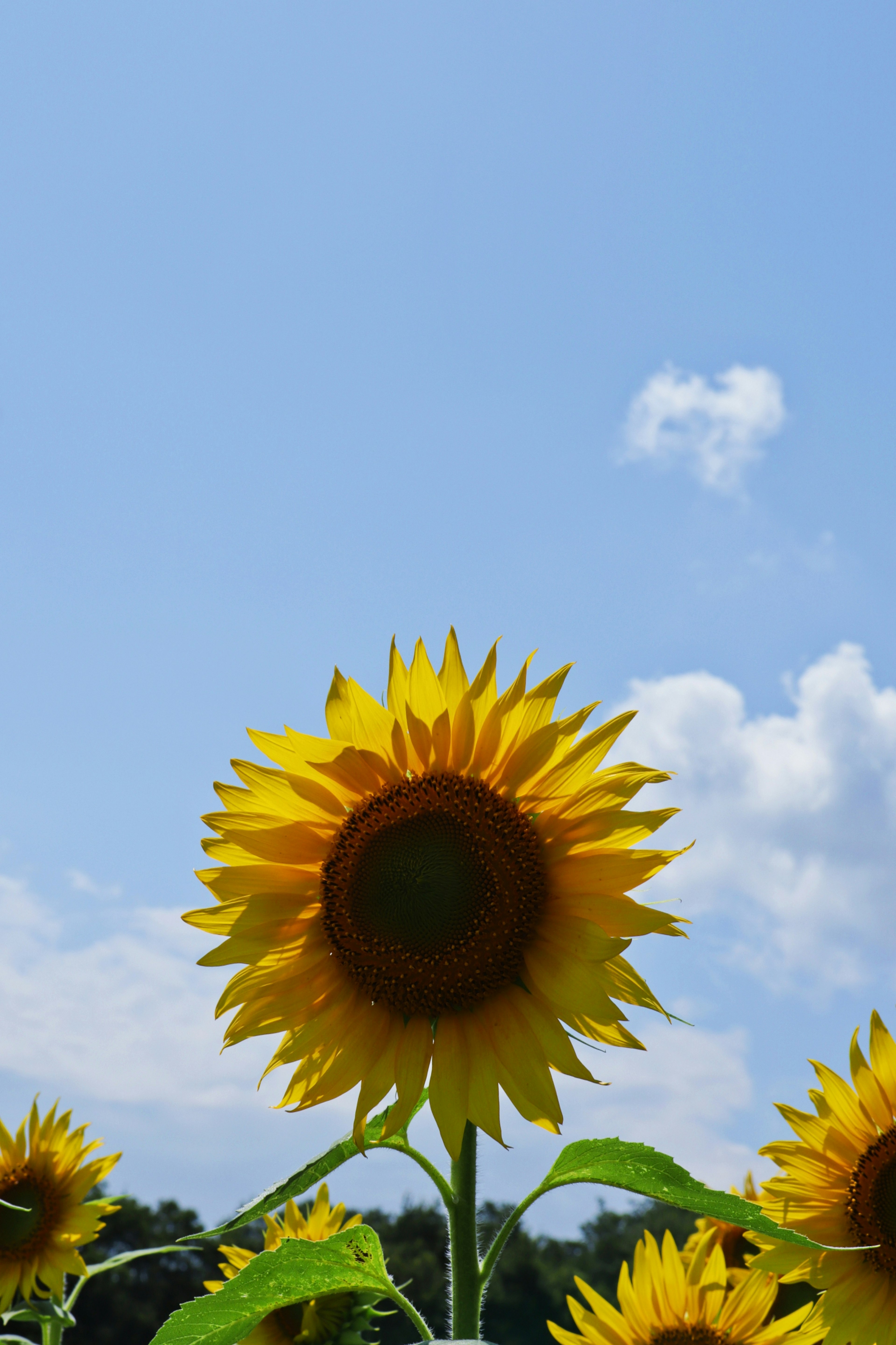 A sunflower blooming under a blue sky with fluffy clouds