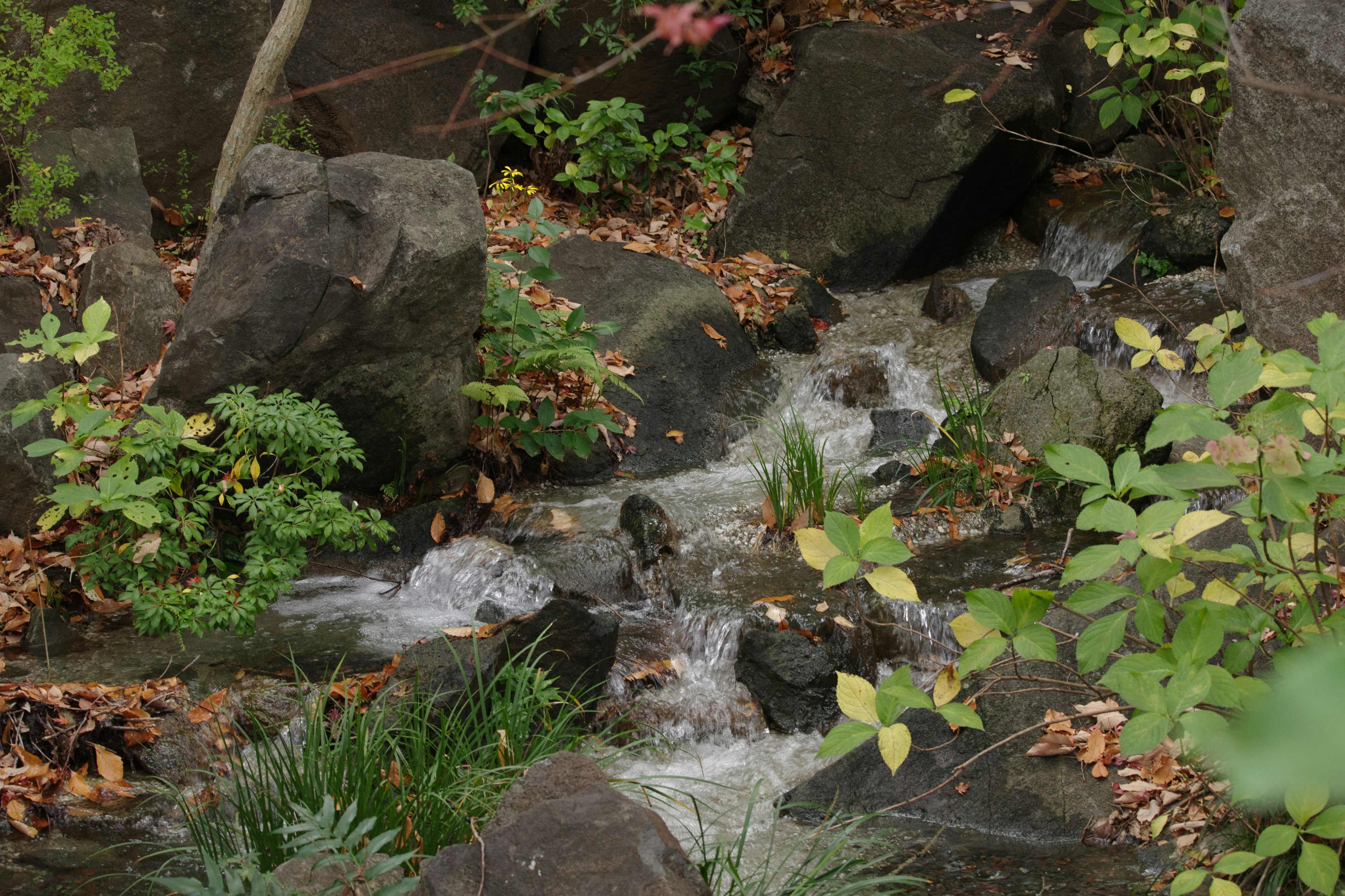 A small stream flowing among rocks and green plants