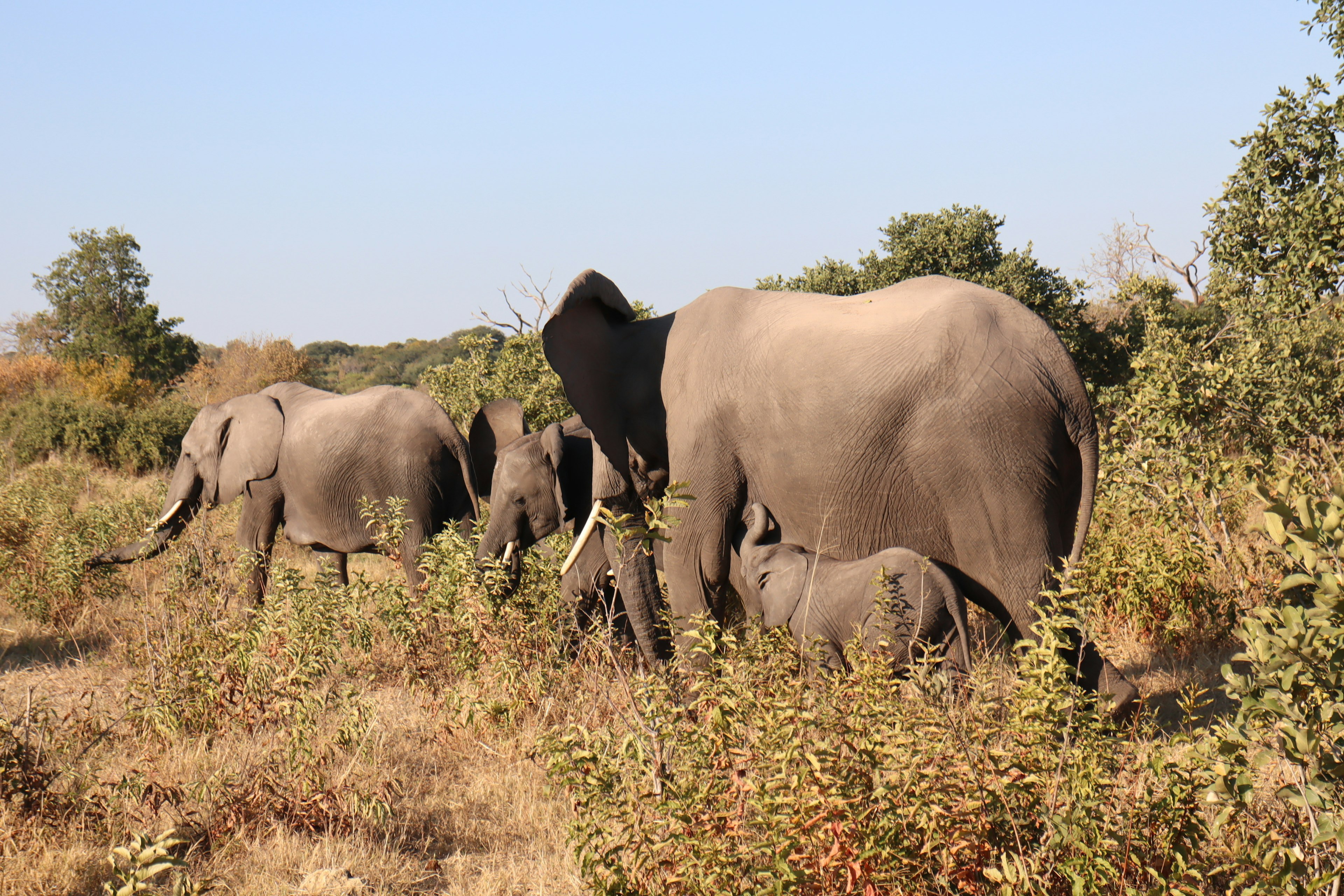 A herd of elephants among tall grass in a natural setting