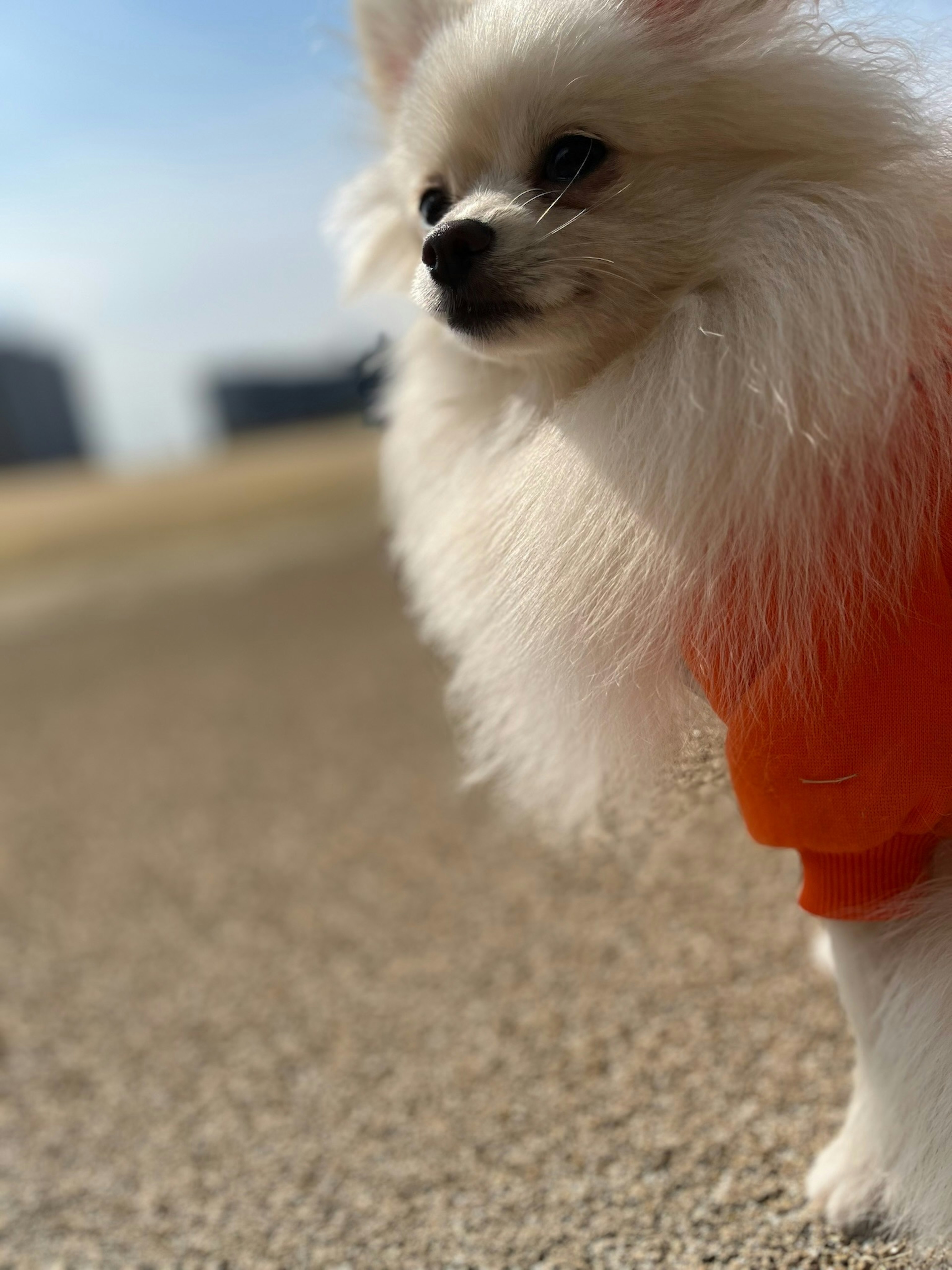 Pomeranian wearing an orange outfit standing outdoors