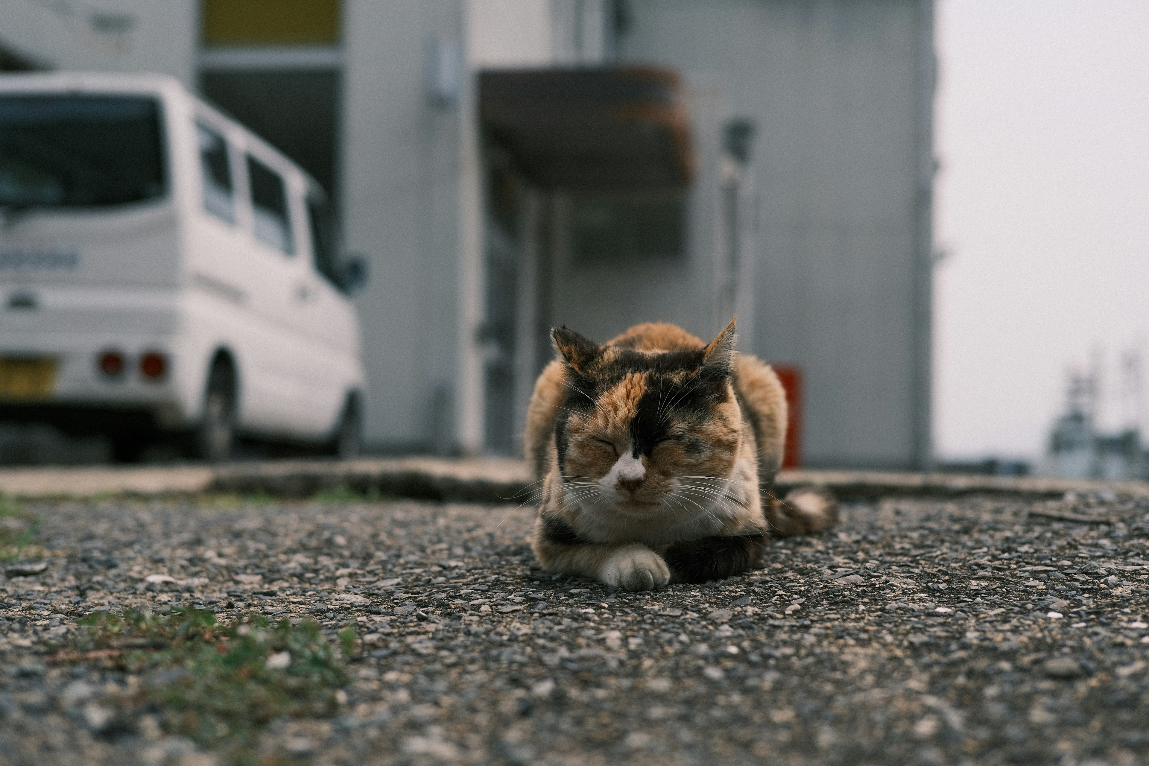 A calico cat lounging on a gravel path with a building in the background