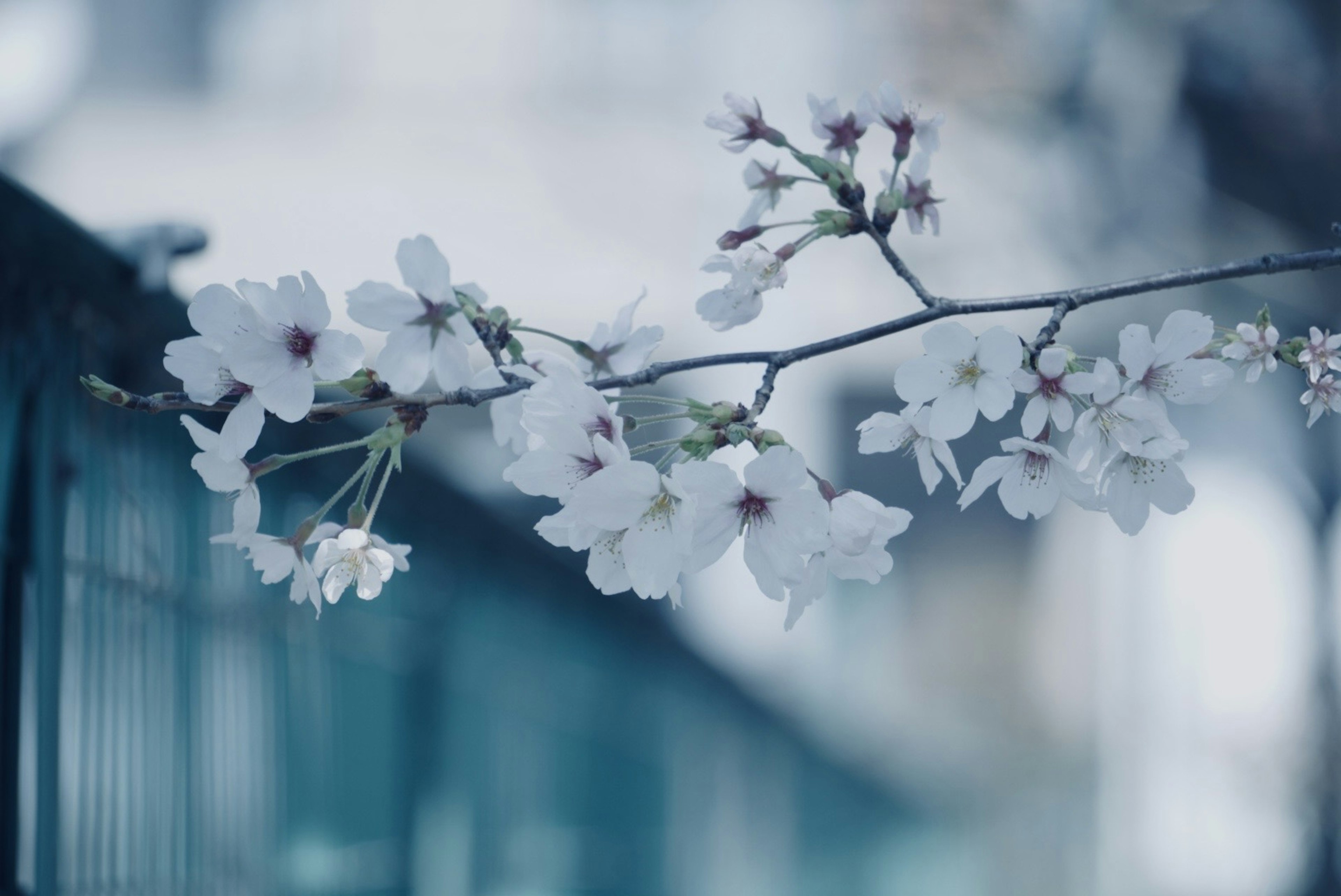 Close-up of cherry blossom branch with white flowers against a bluish background