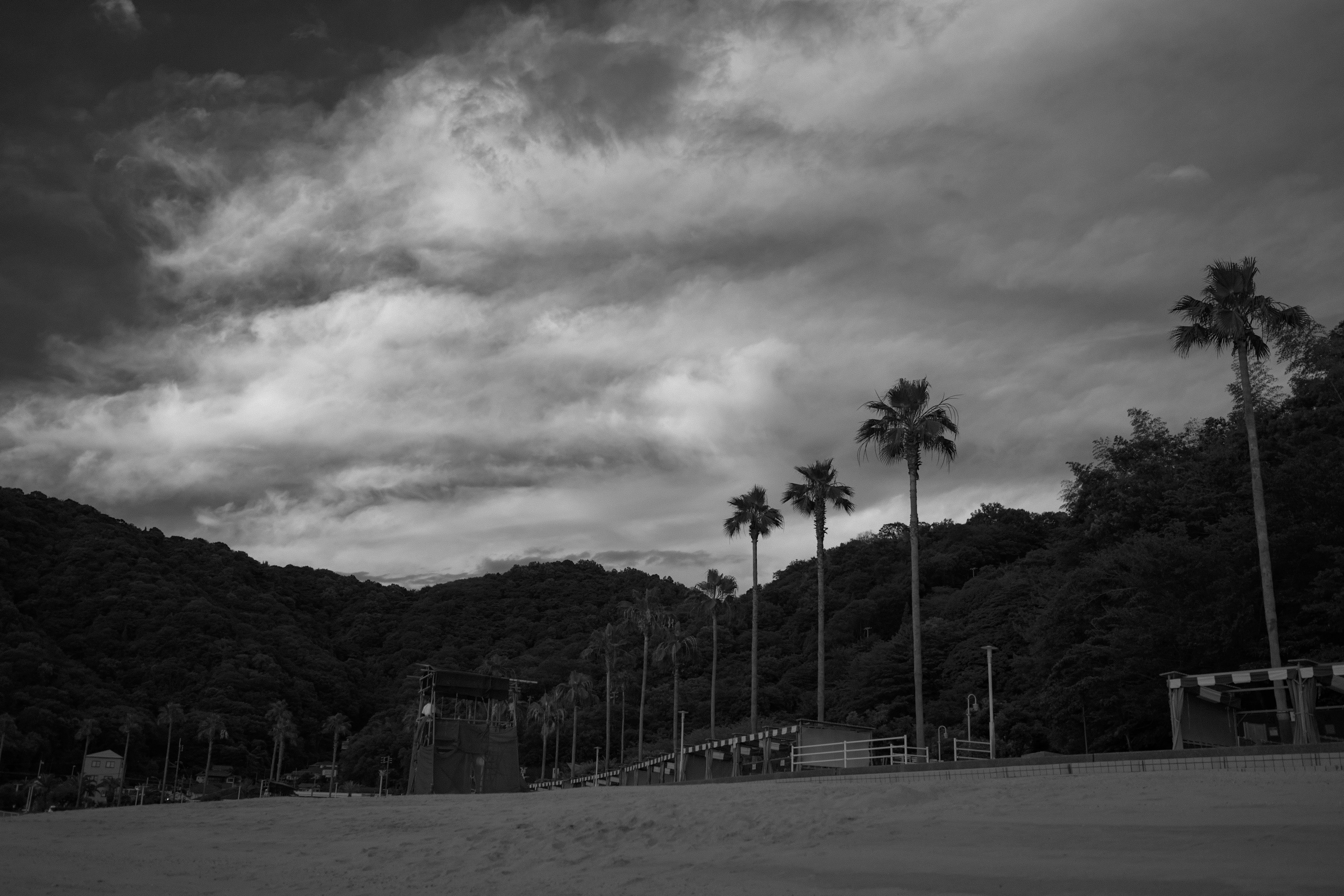 黒白のビーチシーンにそびえるヤシの木と雲が広がる空