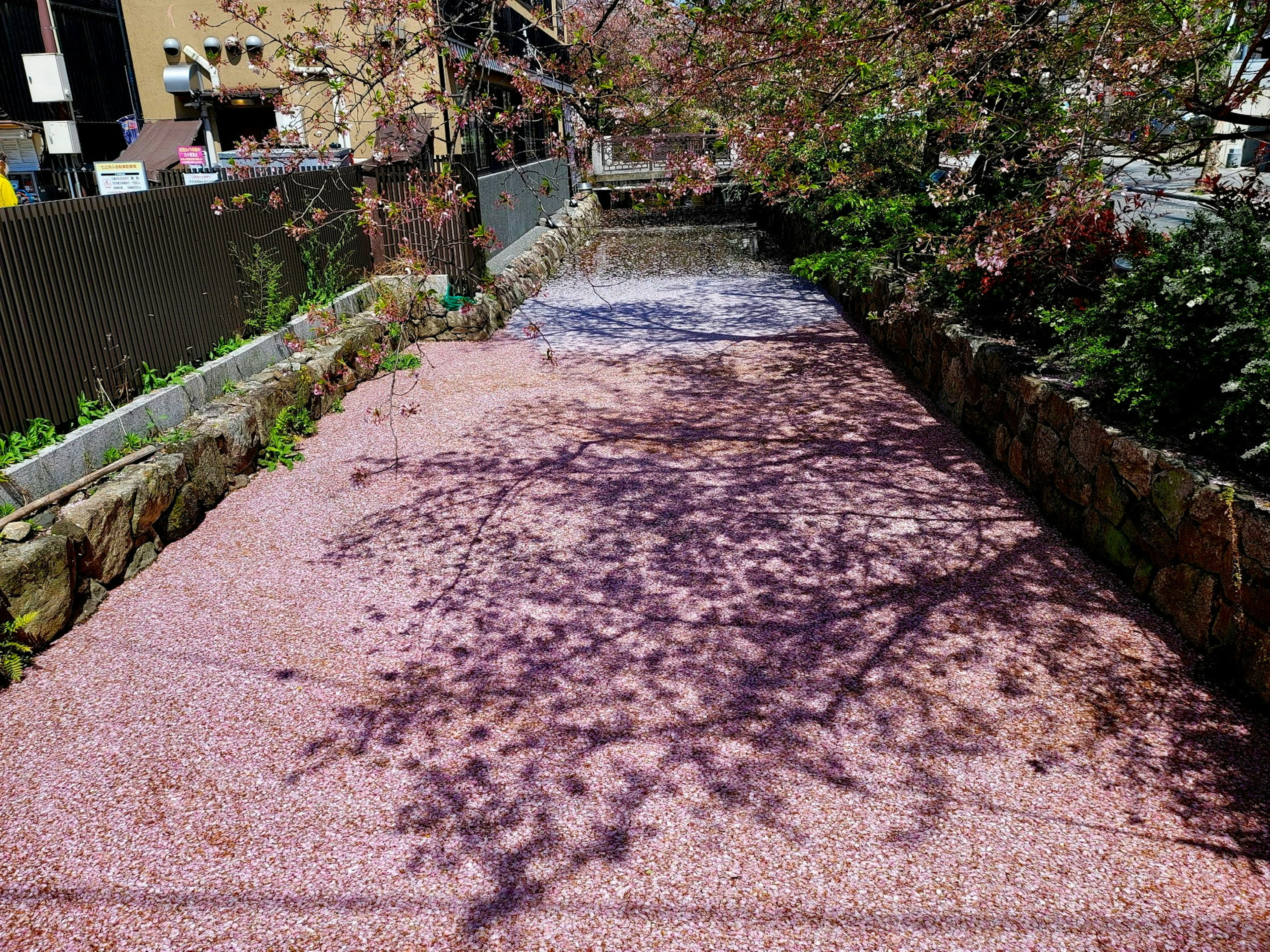 河面上散落的樱花花瓣和阴影