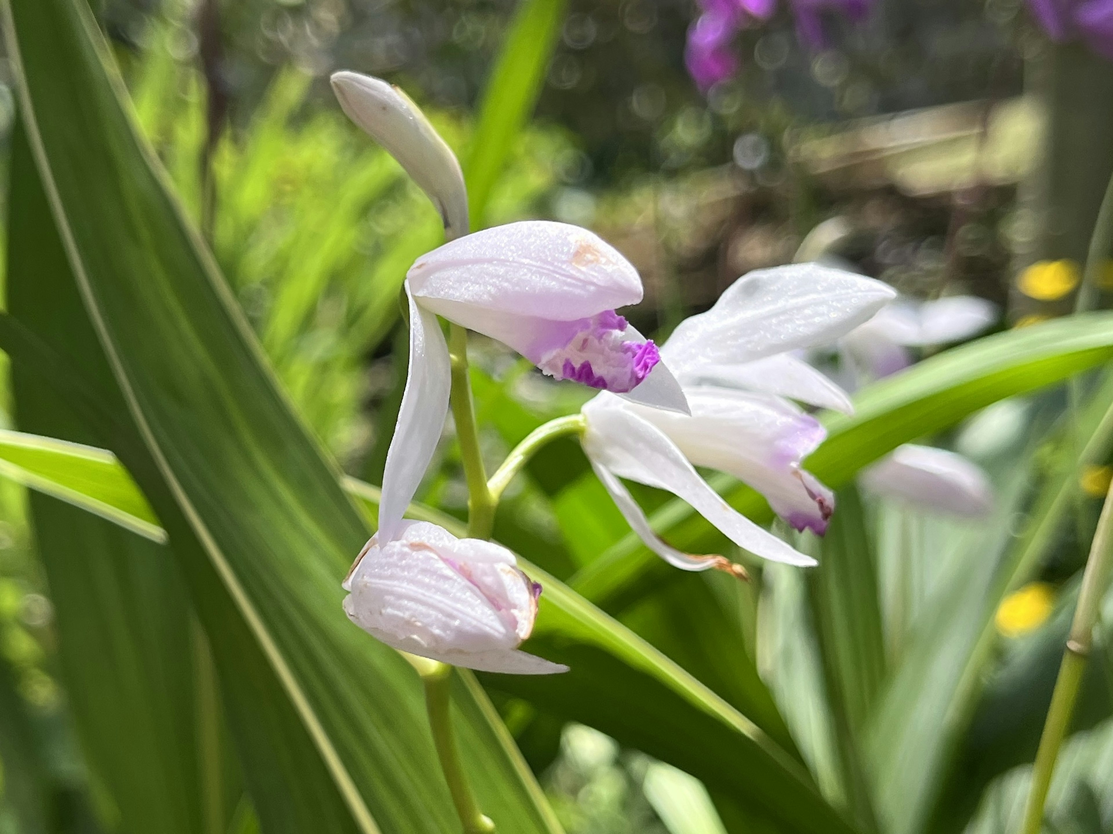 Orchid flowers with white petals and purple markings surrounded by green leaves