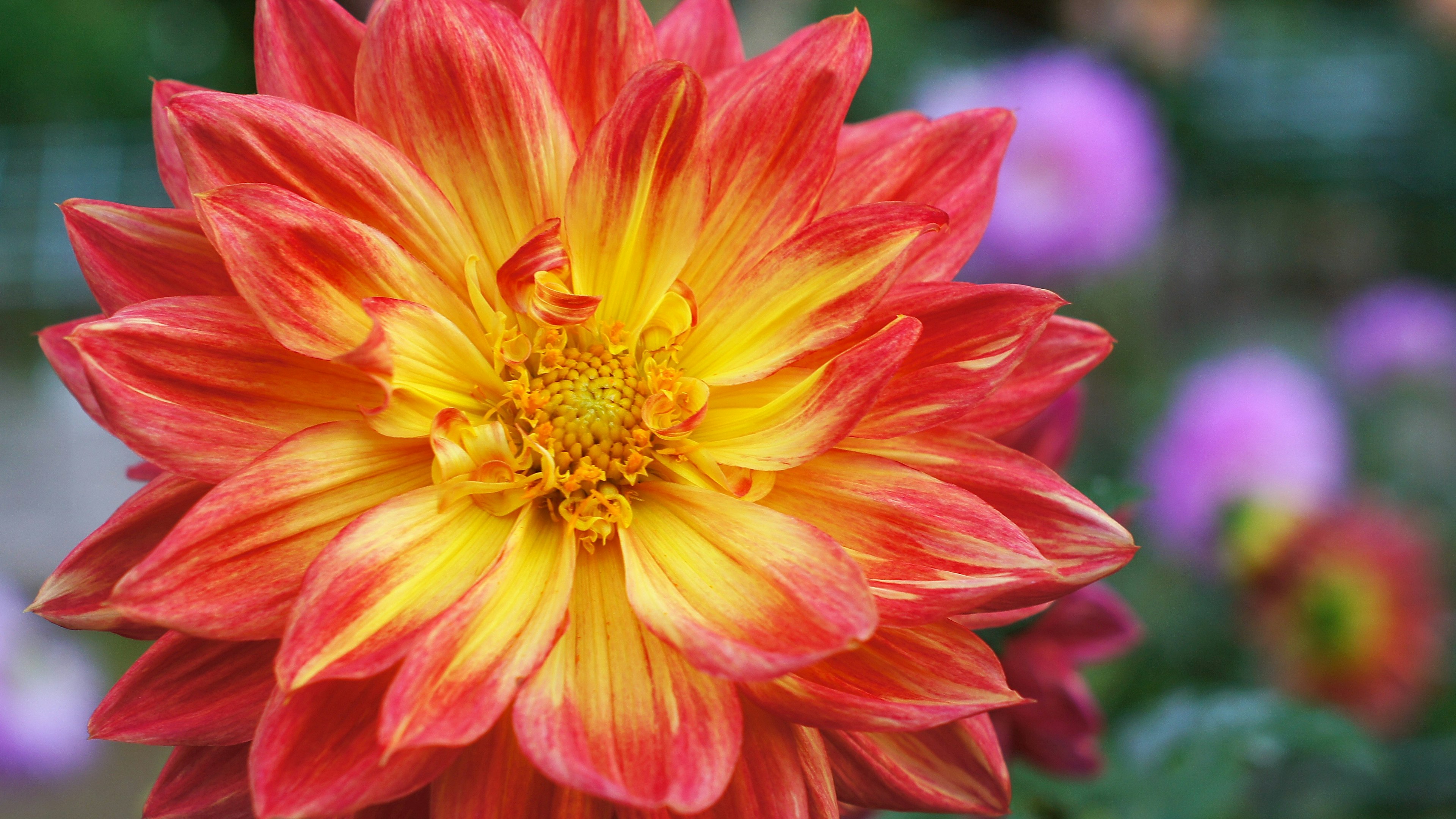 Vibrant red and yellow dahlia flower in bloom