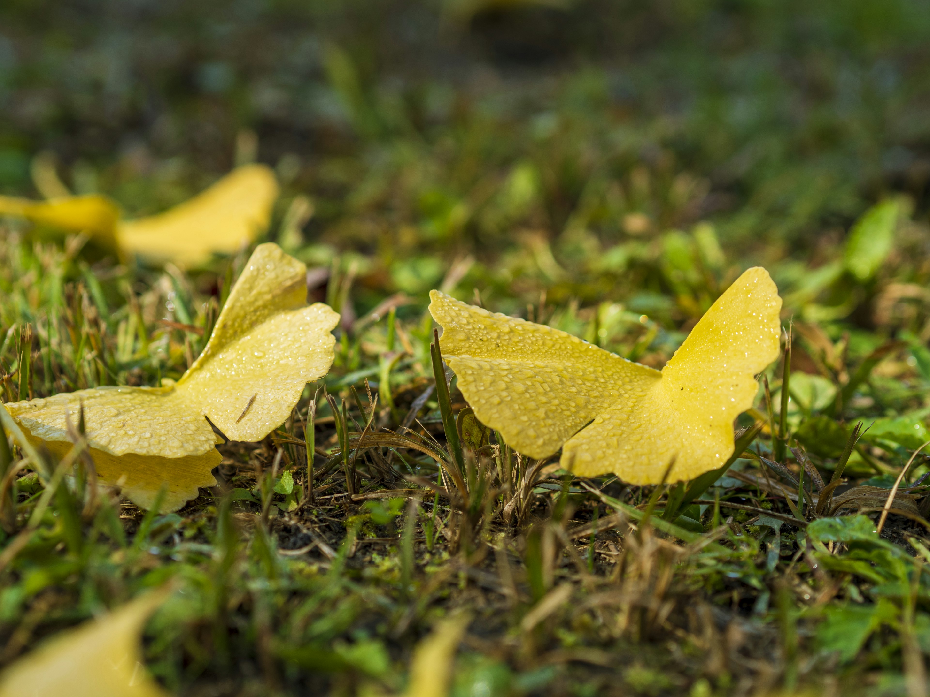 Gelbe Blätter, die wie Schmetterlinge auf dem Gras aussehen