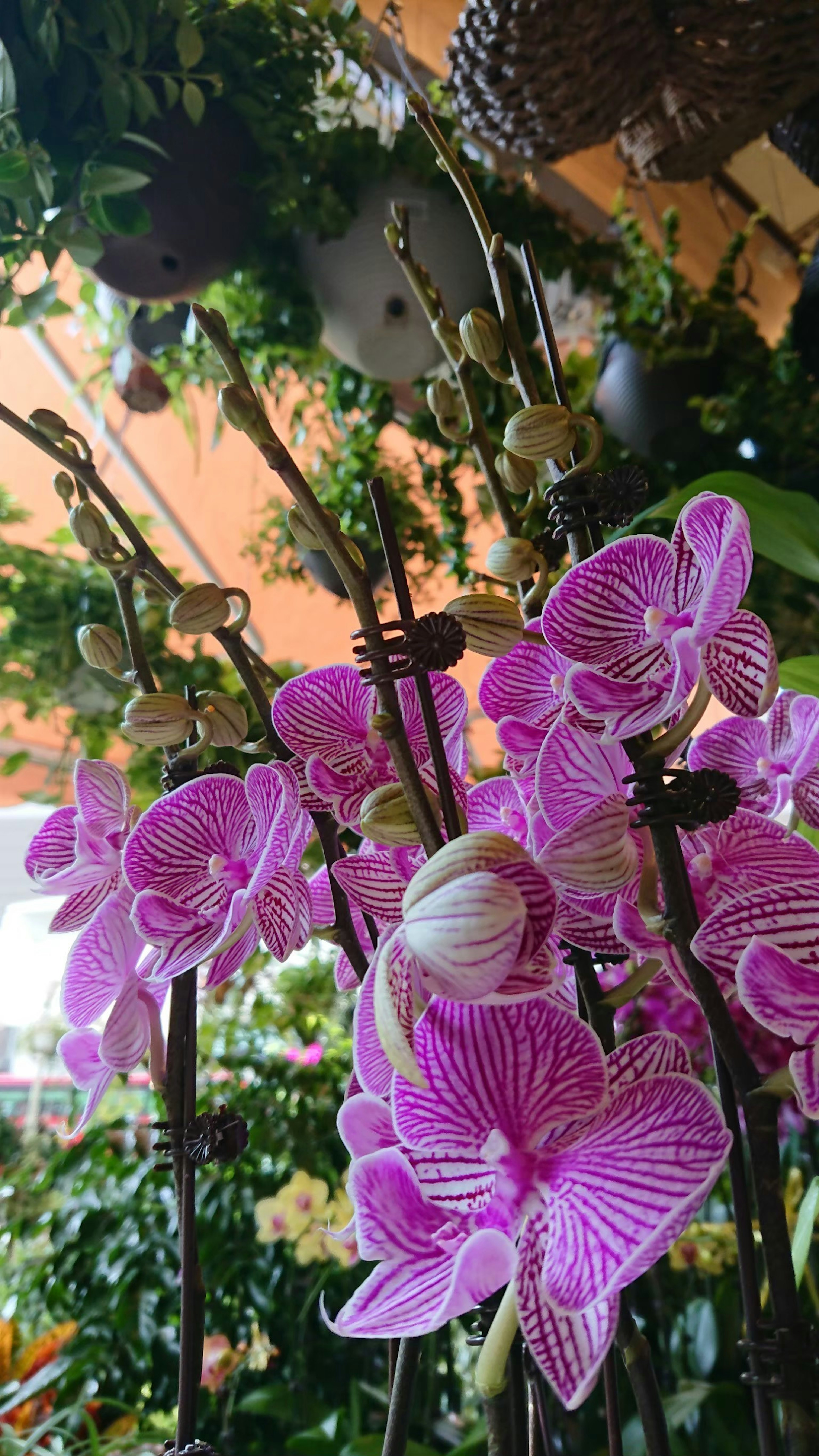 Hermosas orquídeas rosas en flor rodeadas de hojas verdes y otras plantas