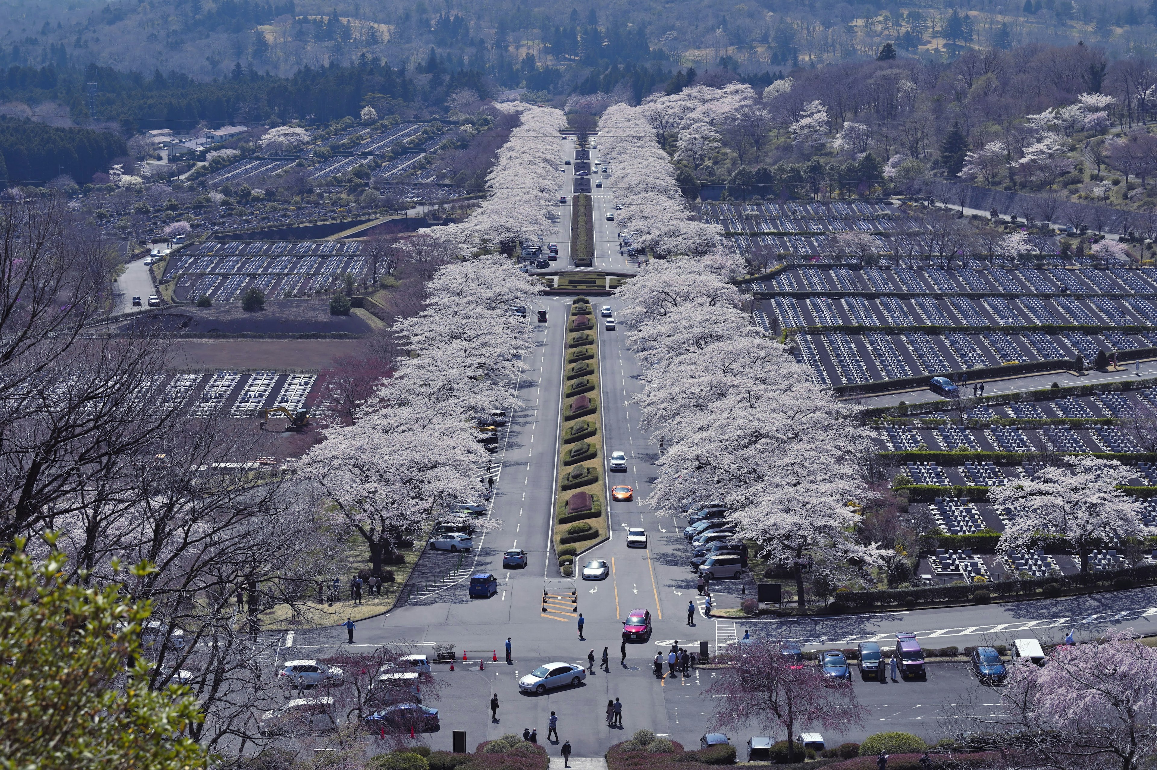 桜の並木道と農場の風景が広がる春の光景