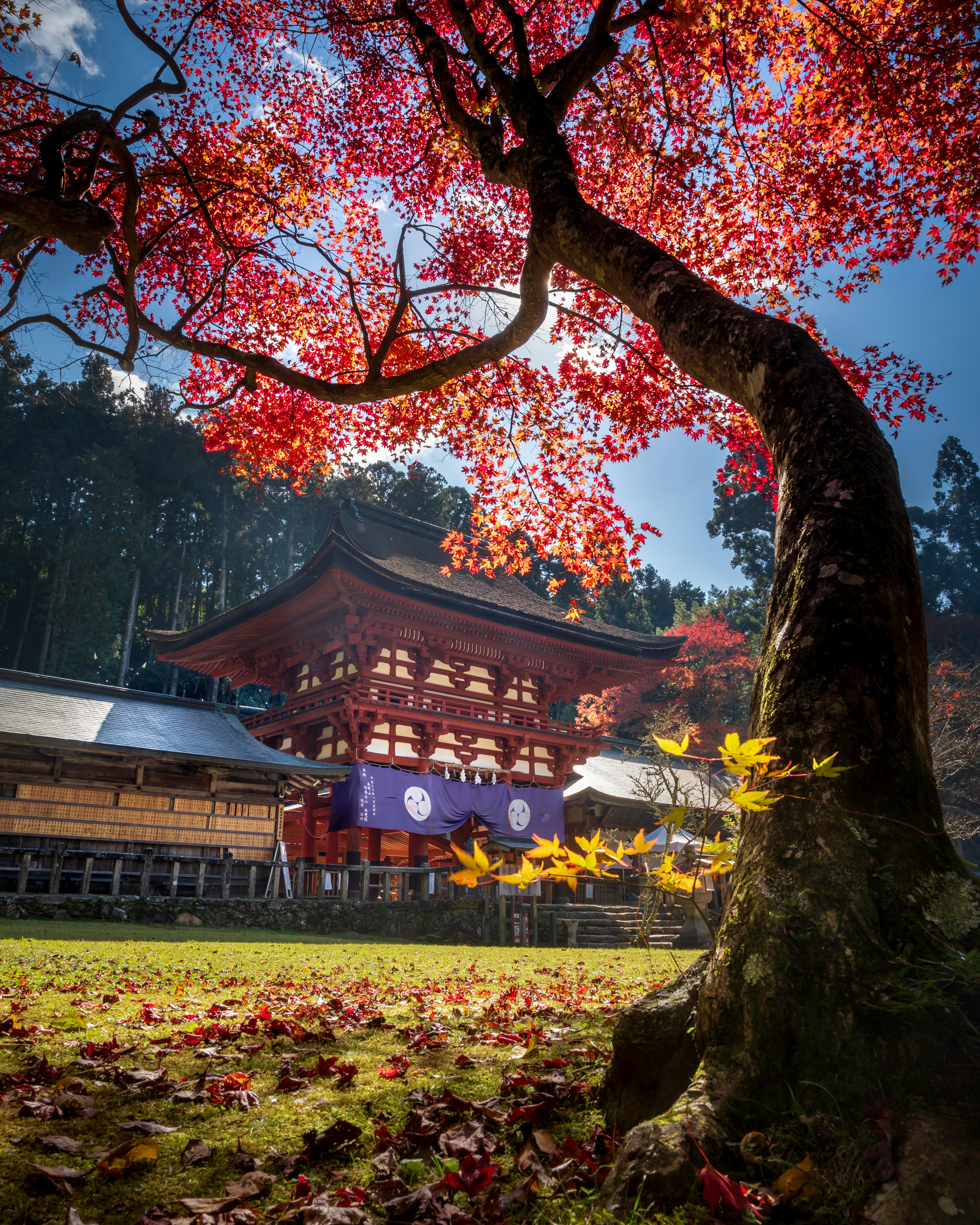 Malereischer Ausblick mit einem Ahornbaum und einem traditionellen japanischen Gebäude