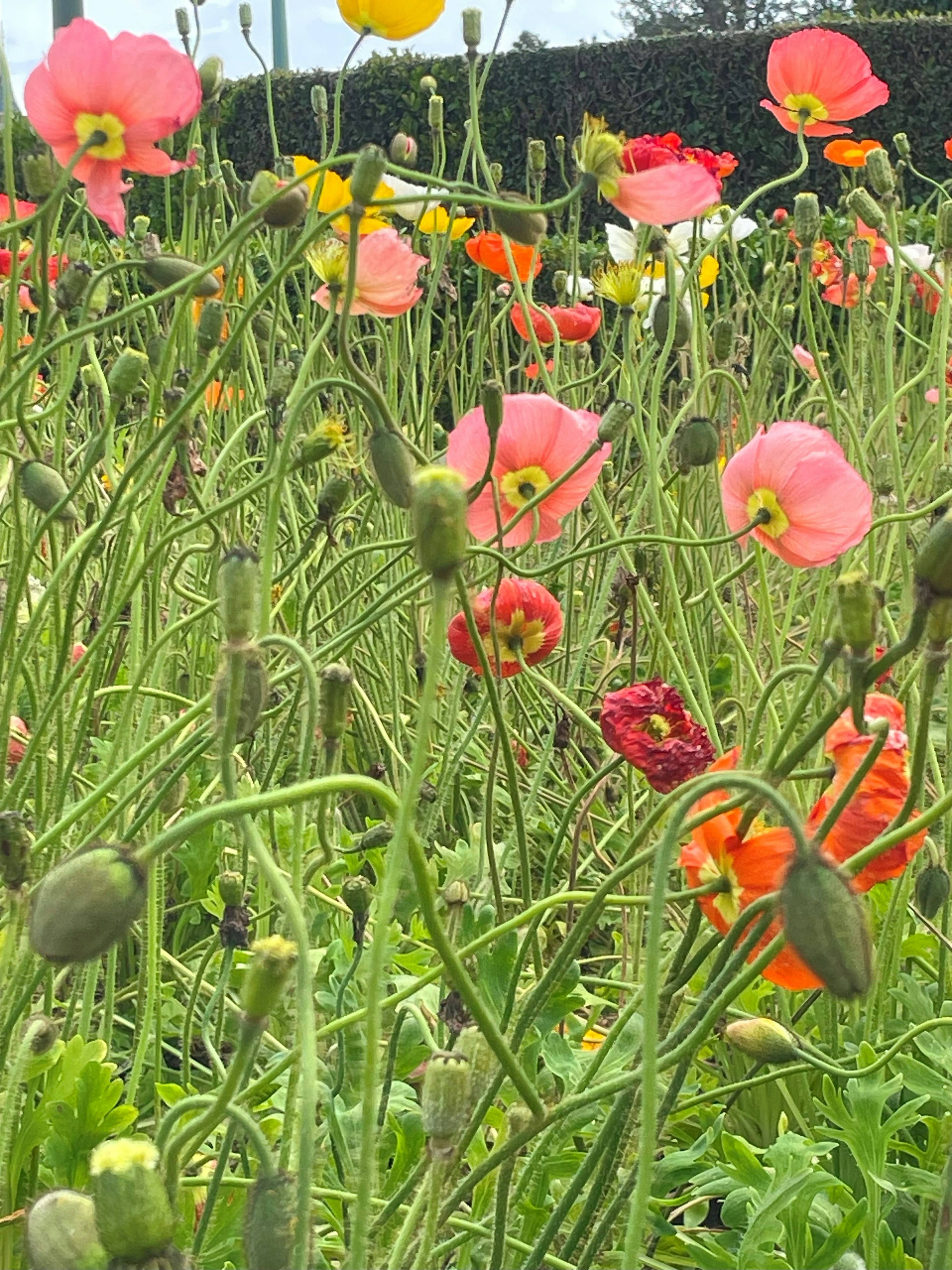 Amapolas coloridas floreciendo en un campo verde rodeado de hierba